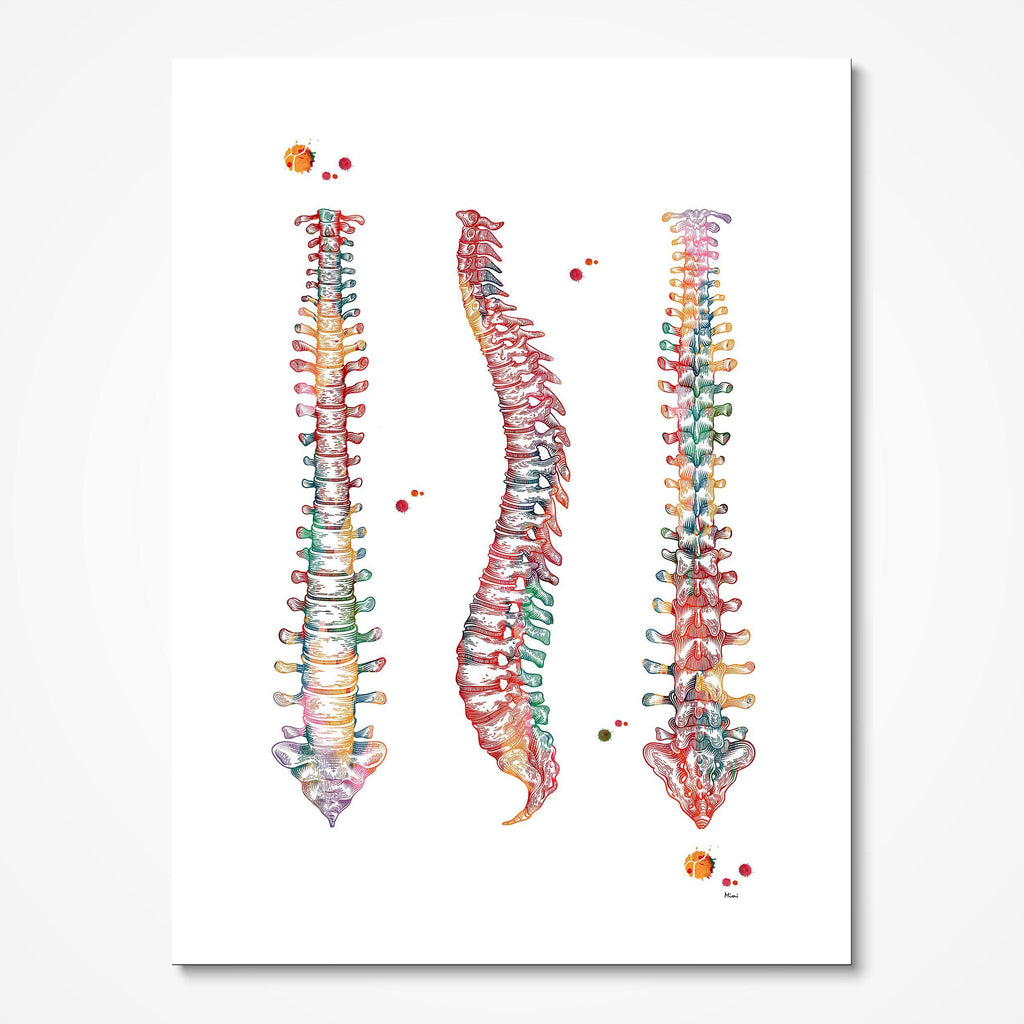 Human Spine Watercolor Print Spinal Cord Anatomy Vertebral Column Print Skeletal Vertebrae Anatomy