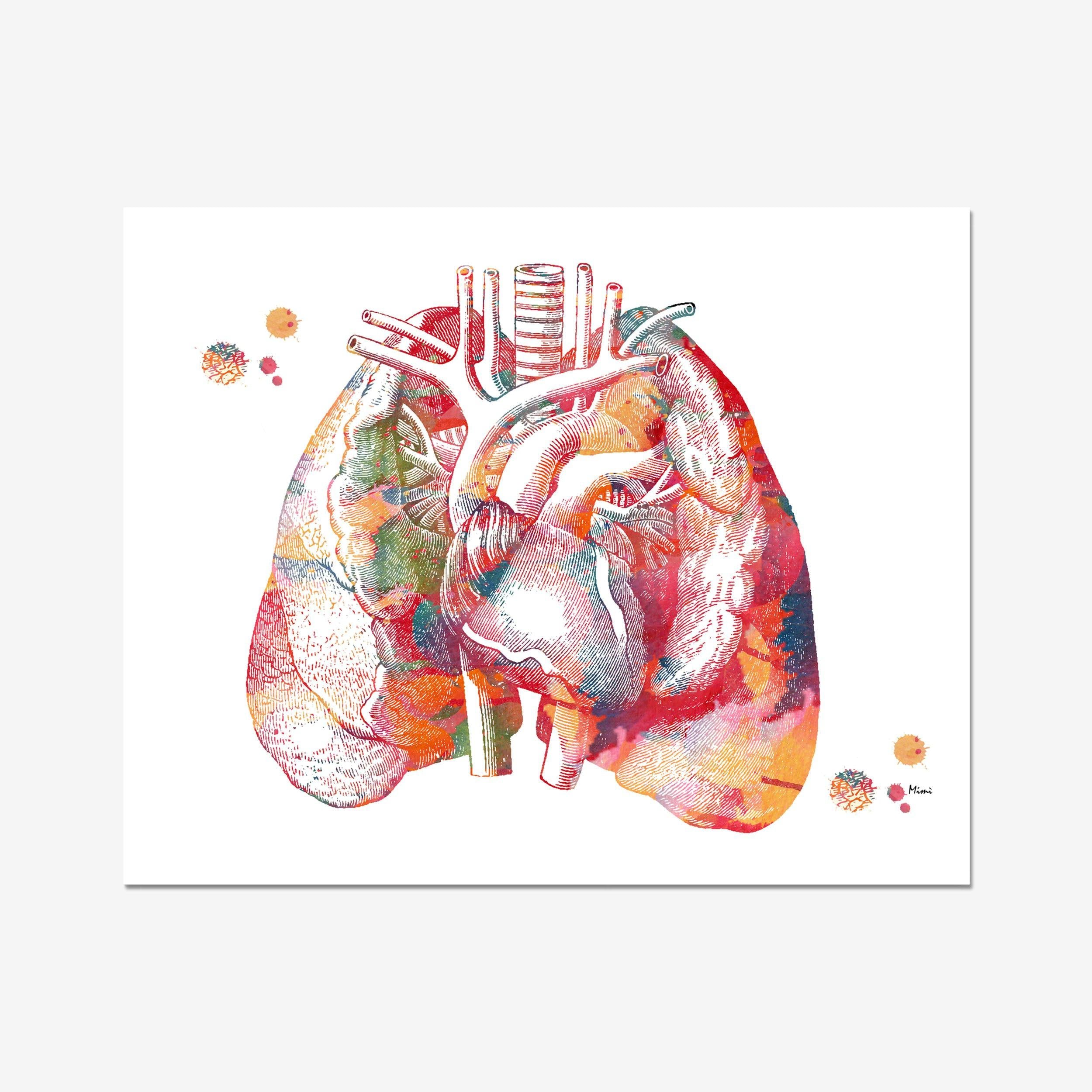 Lungs and Heart Anatomy Art Print The Heart In The Middle Of Chest Cardiovascular System Poster