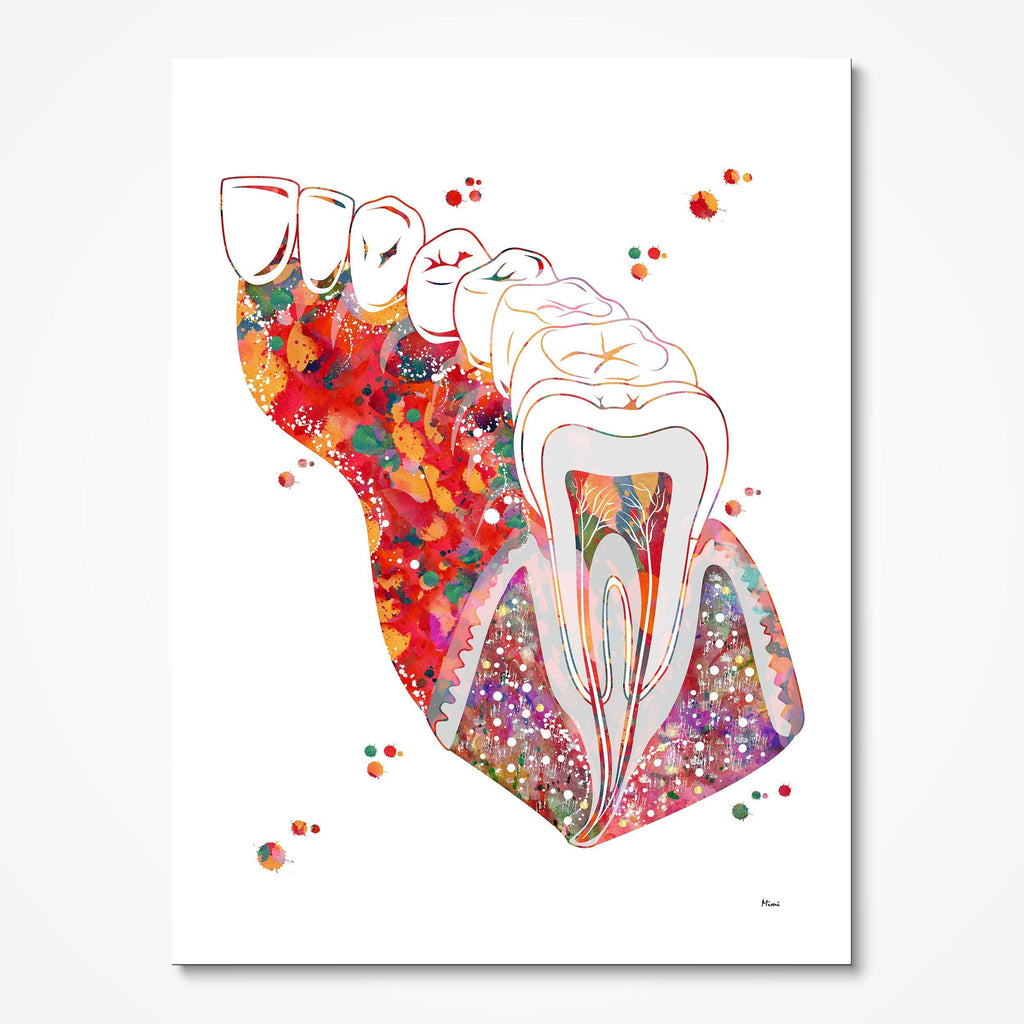 Molar Section Dental Art Print Anatomy Art Illustration Dentist Clinic Wall Decor