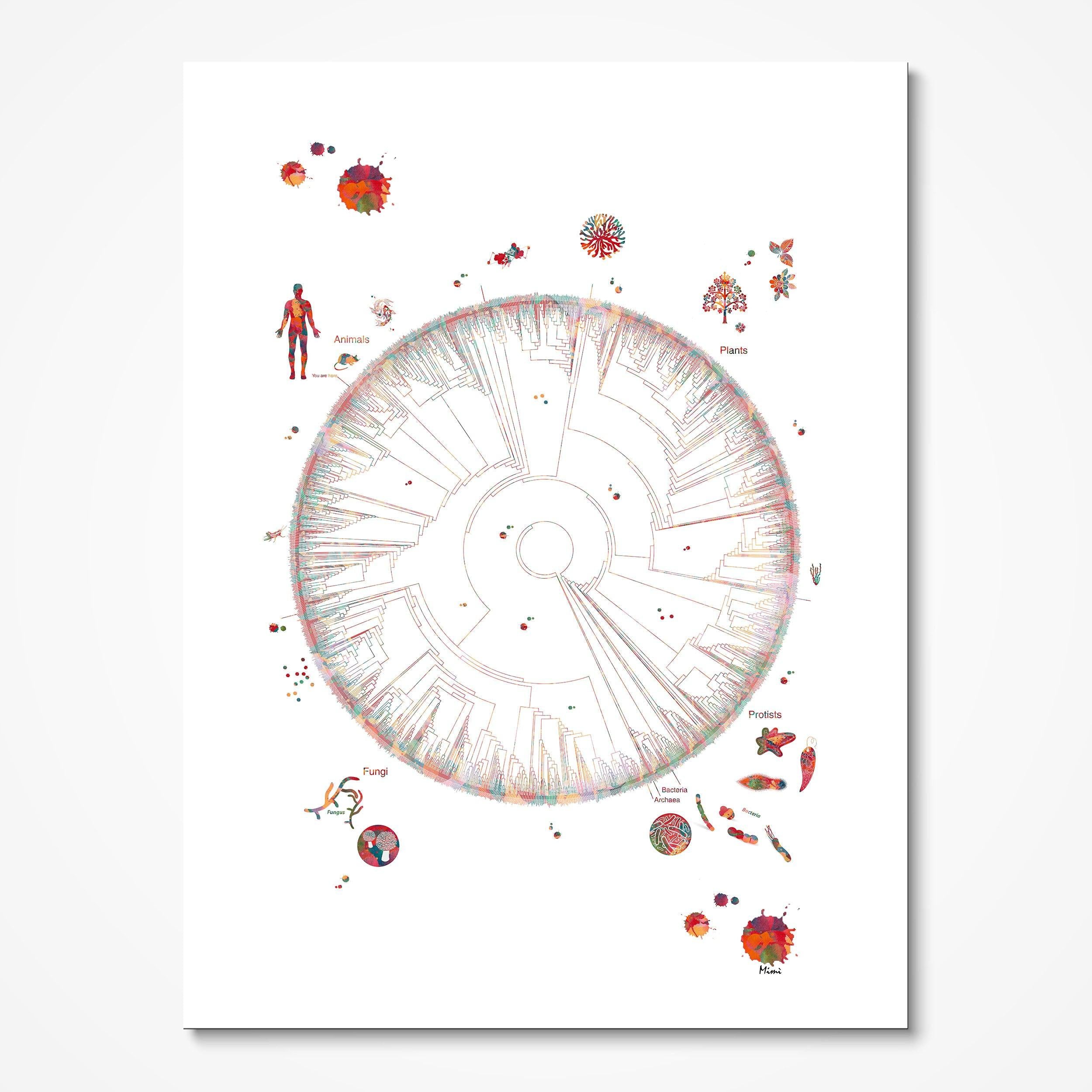 Phylogenetic Tree of Life Science Art Print