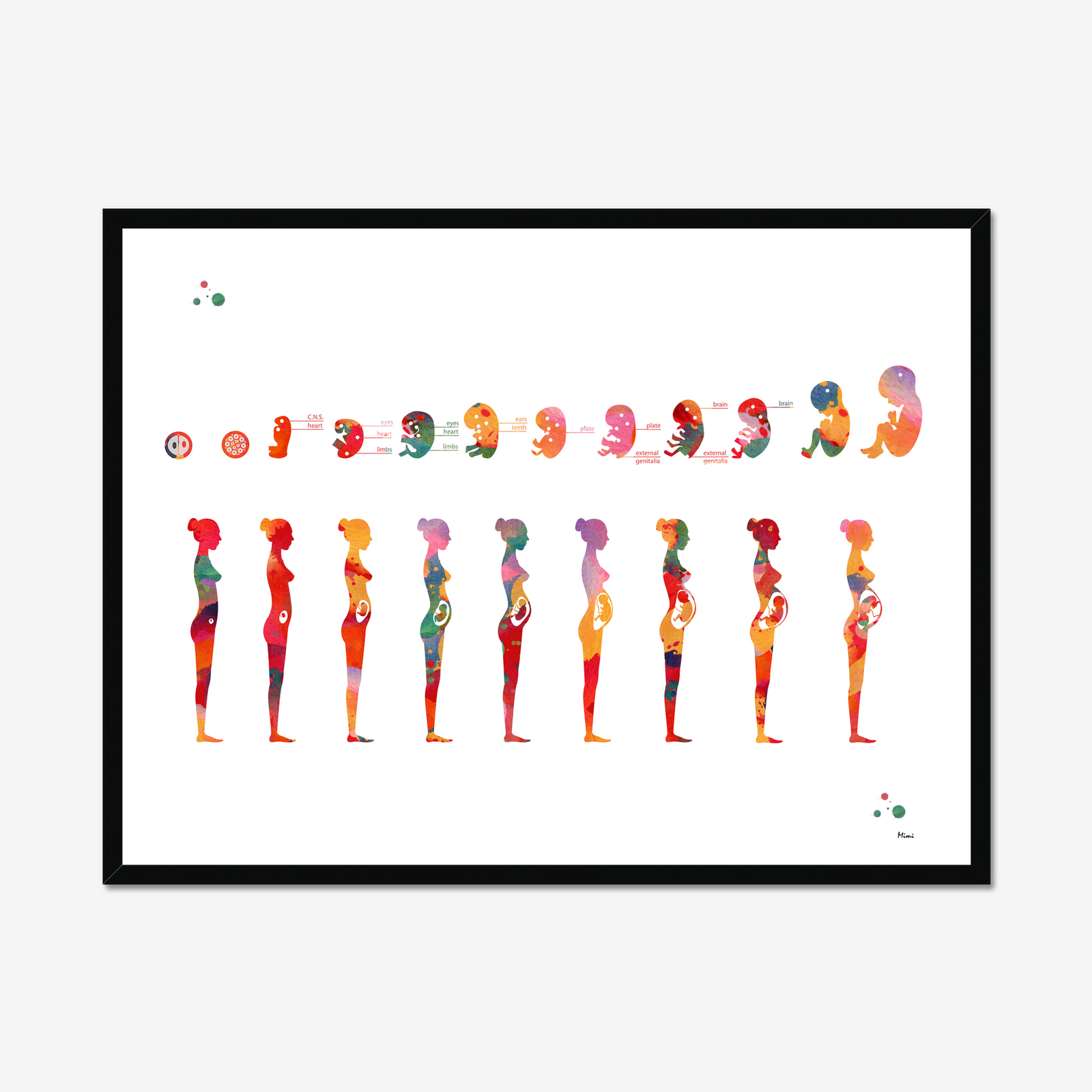 Pregnancy Anatomy Print Phases Of Fetal Development Ob-Gyn Poster ...