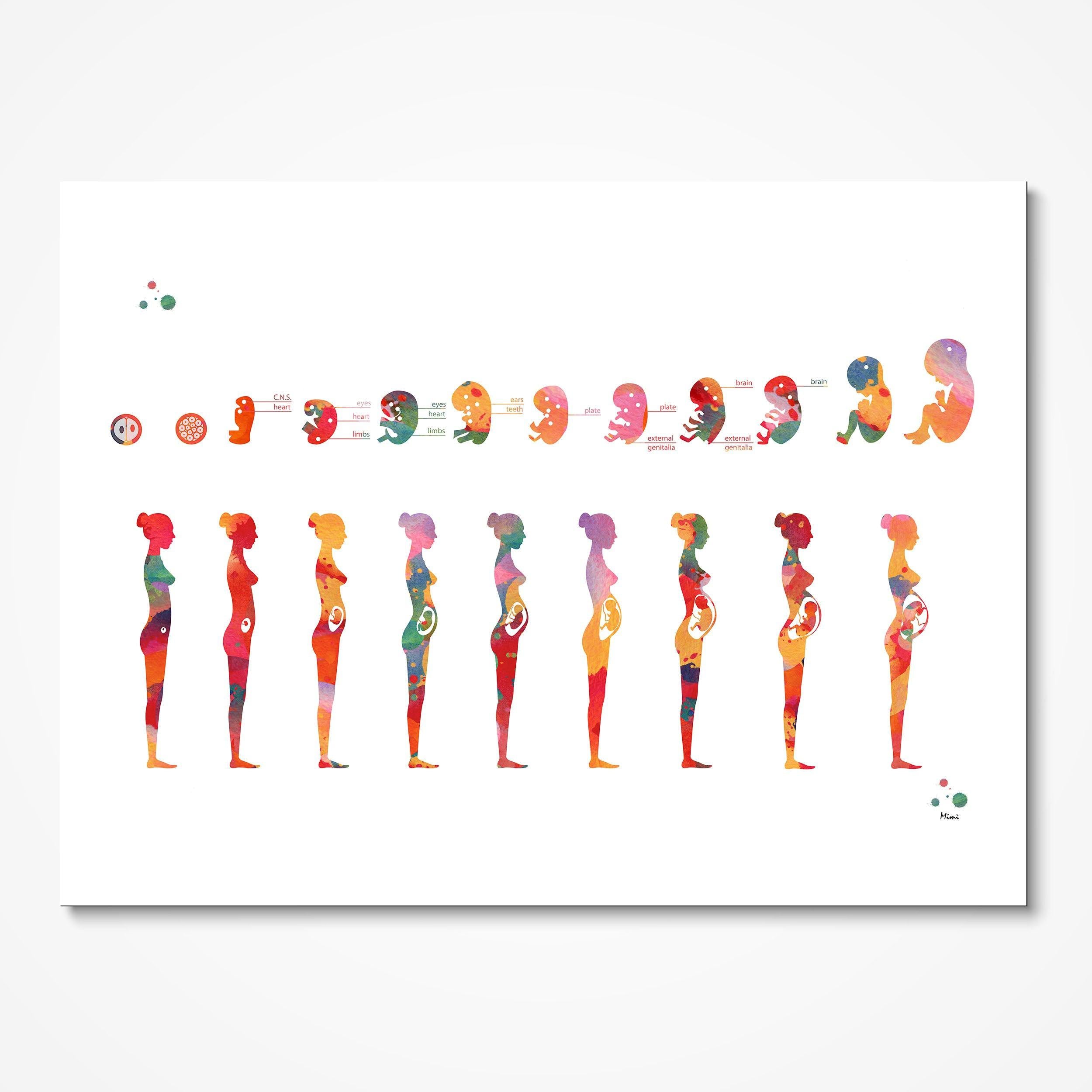 Pregnancy Anatomy Print Phases Of Fetal Development Ob-Gyn Fertility Clinic Wall Decor