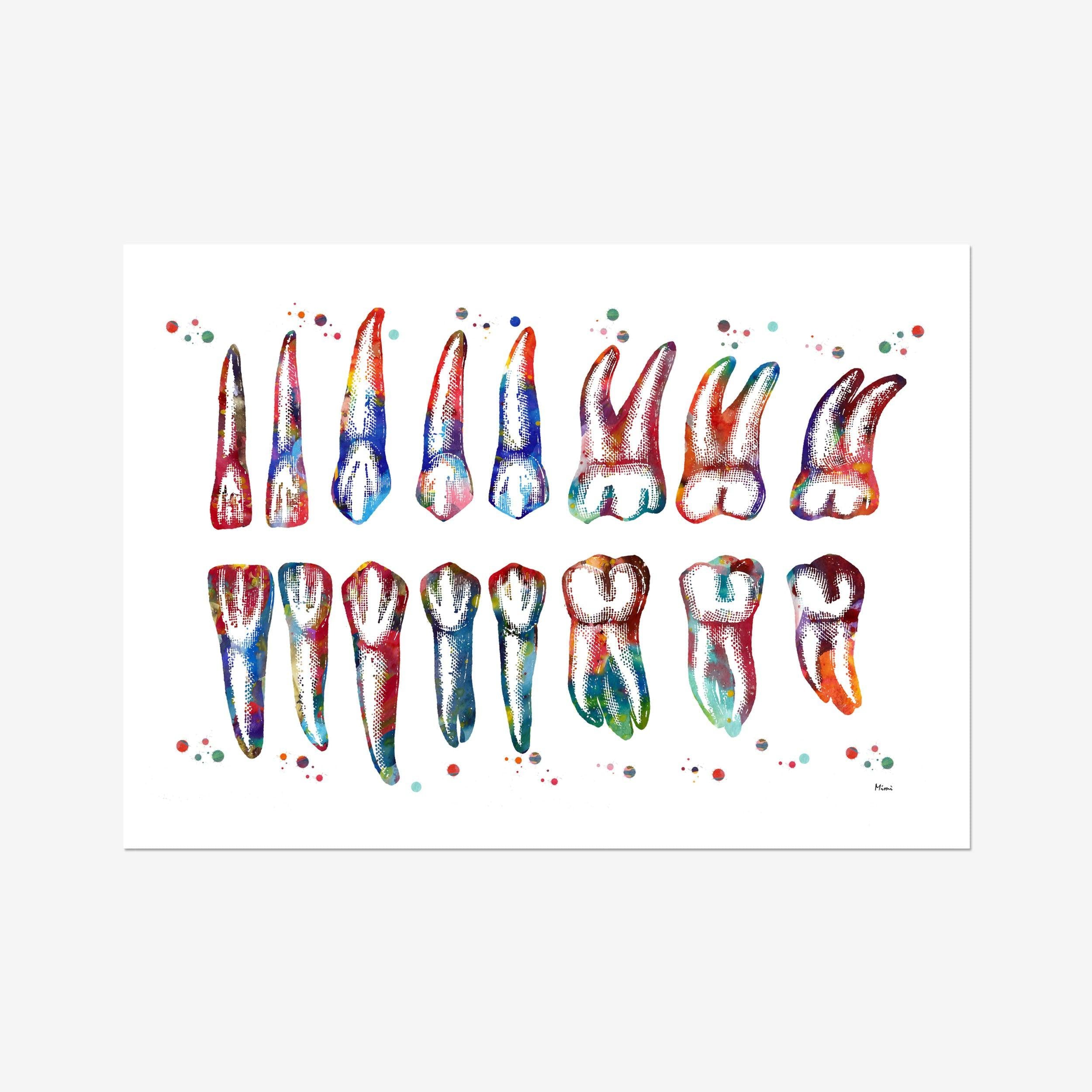 Teeth Diagram Art Print Dental Art Watercolor Print Teeth And Roots Poster