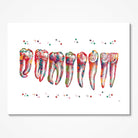 Teeth Row Anatomy Art Watercolor Print Dental Art