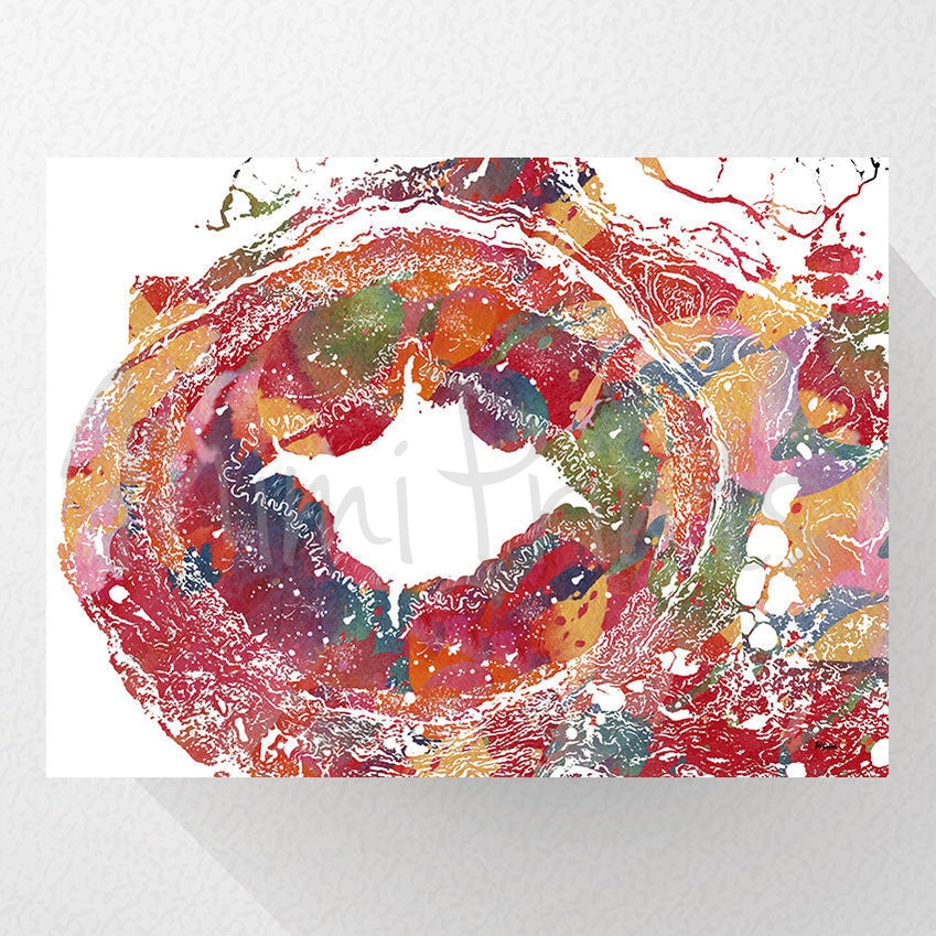 Temporal Artery Histology Watercolor Print