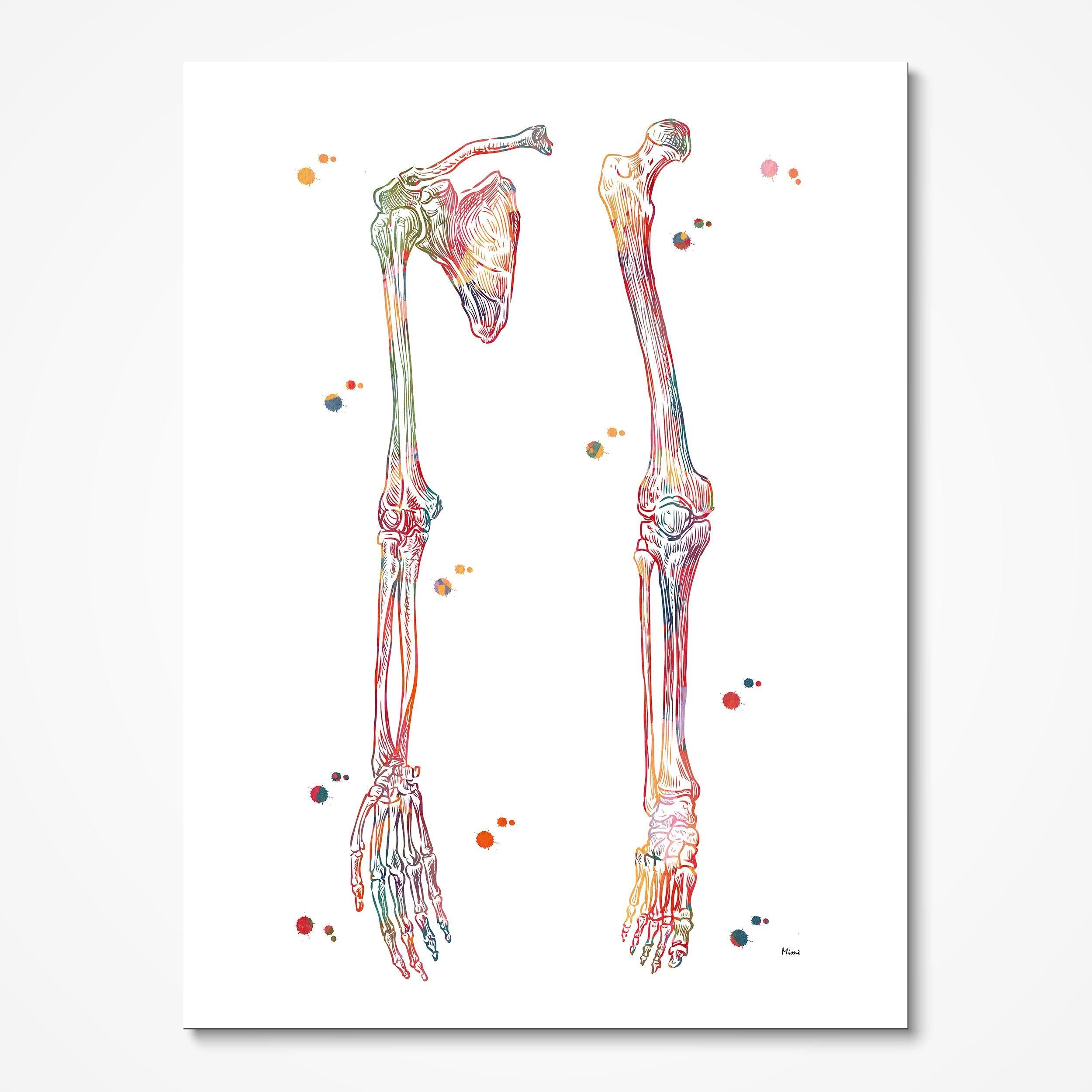 Upper Limbs And Leg Anatomy Art Human Bones With Ligaments Skeletal System Poster