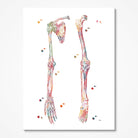 Upper Limbs And Leg Anatomy Art Human Bones With Ligaments Skeletal System Poster