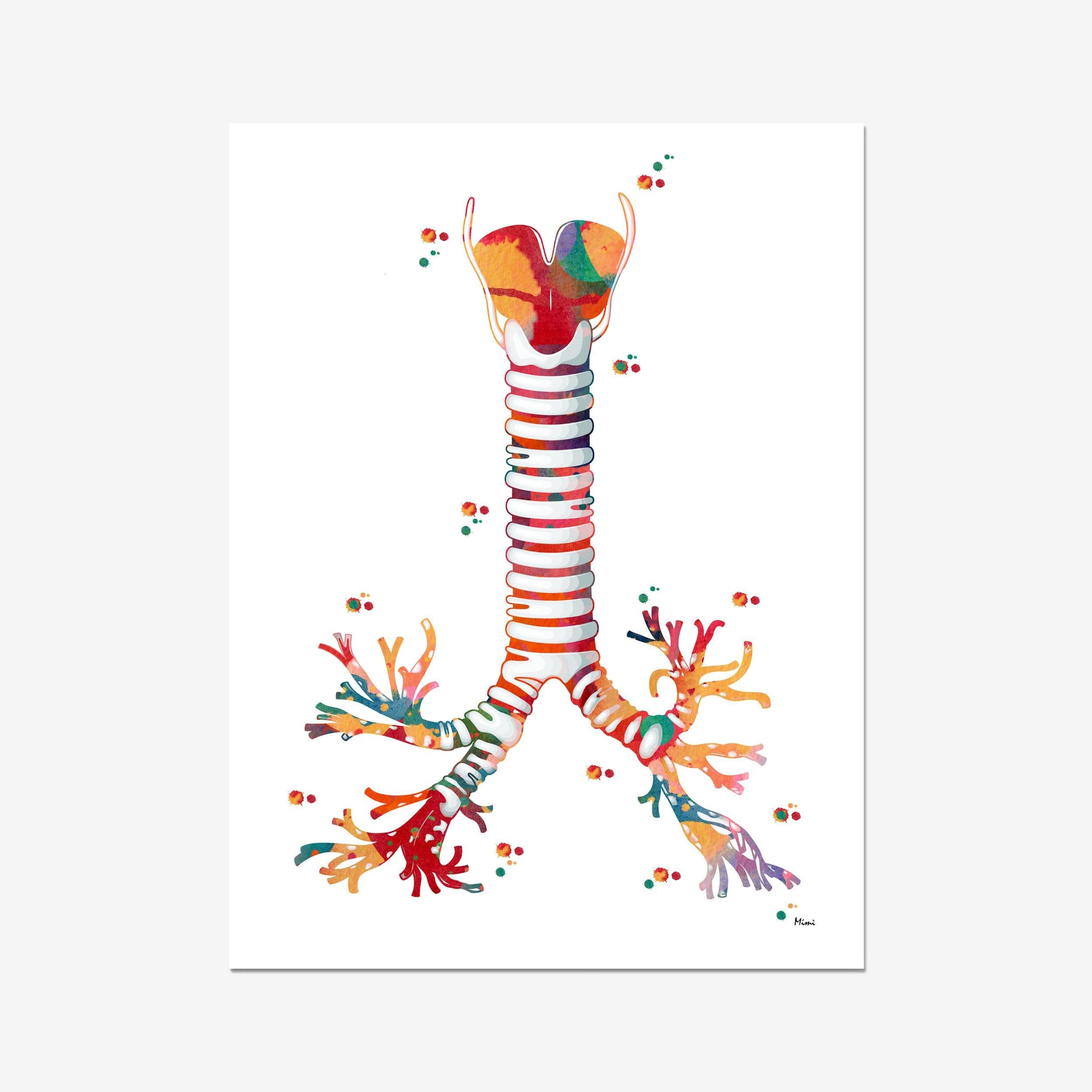 Windpipe Anatomy Art Print Trachea Poster