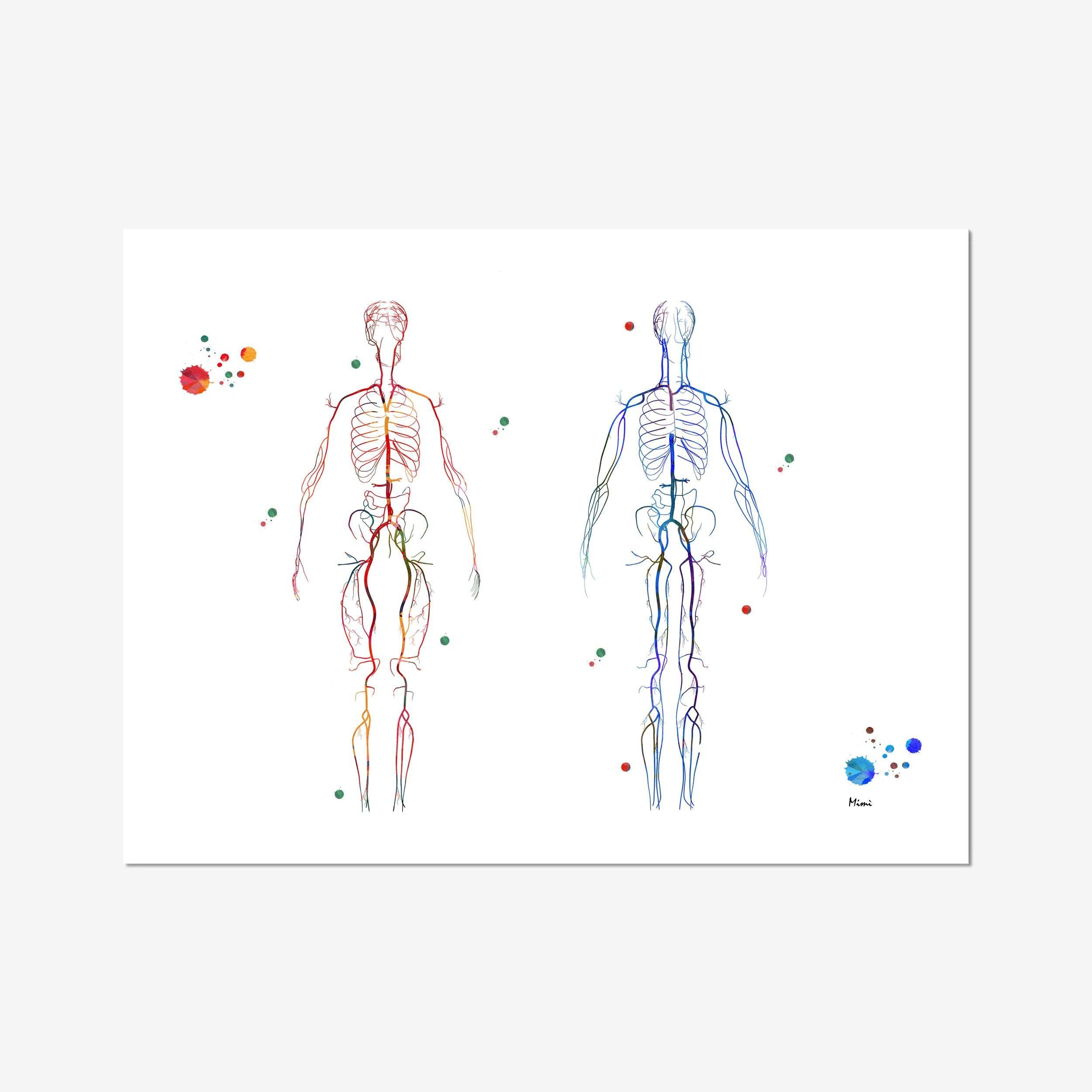Body systems arteries and veins watercolor art print for angiology clinic wall decor