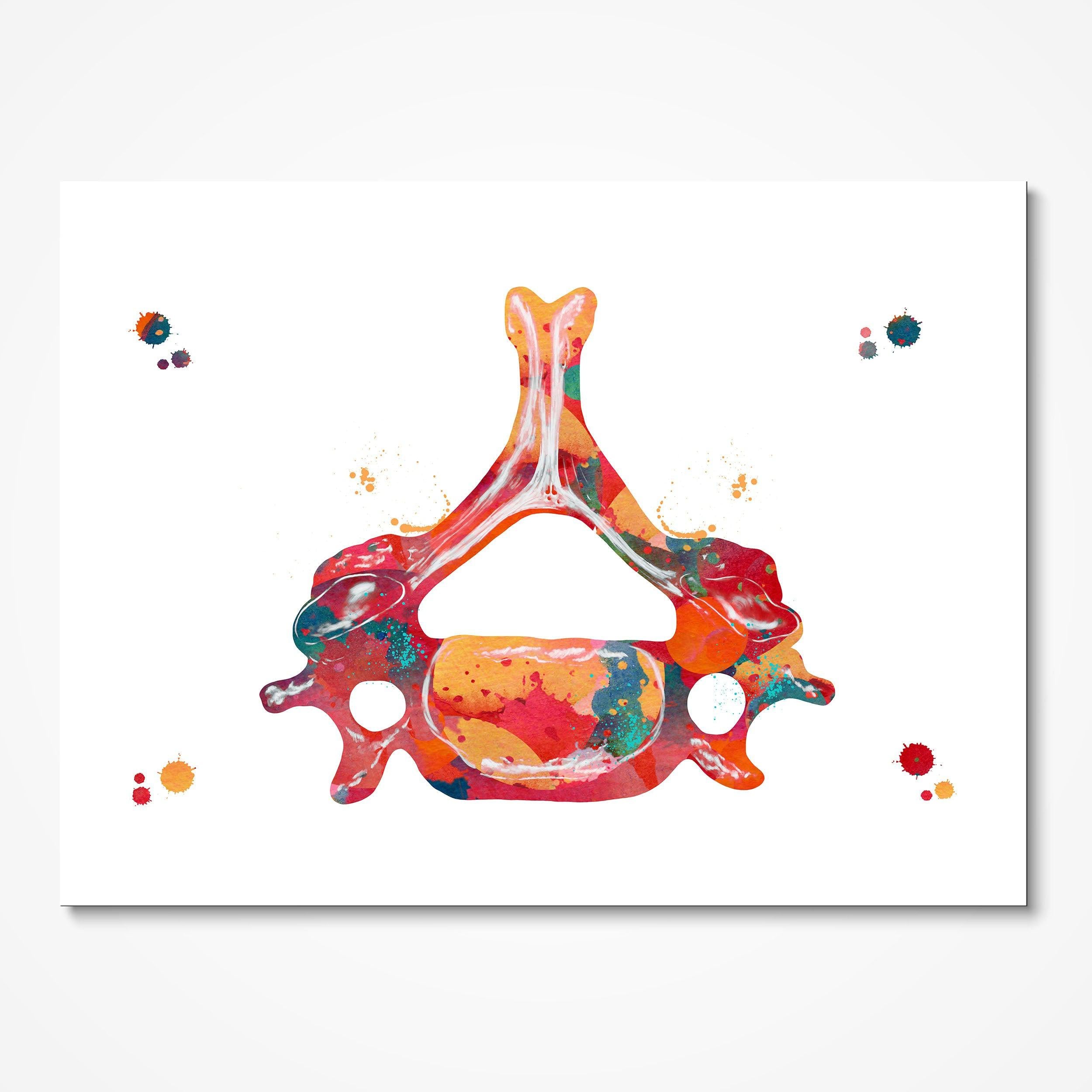 C6 Vertebra Detail watercolor art print for orthopedic clinic wall decor