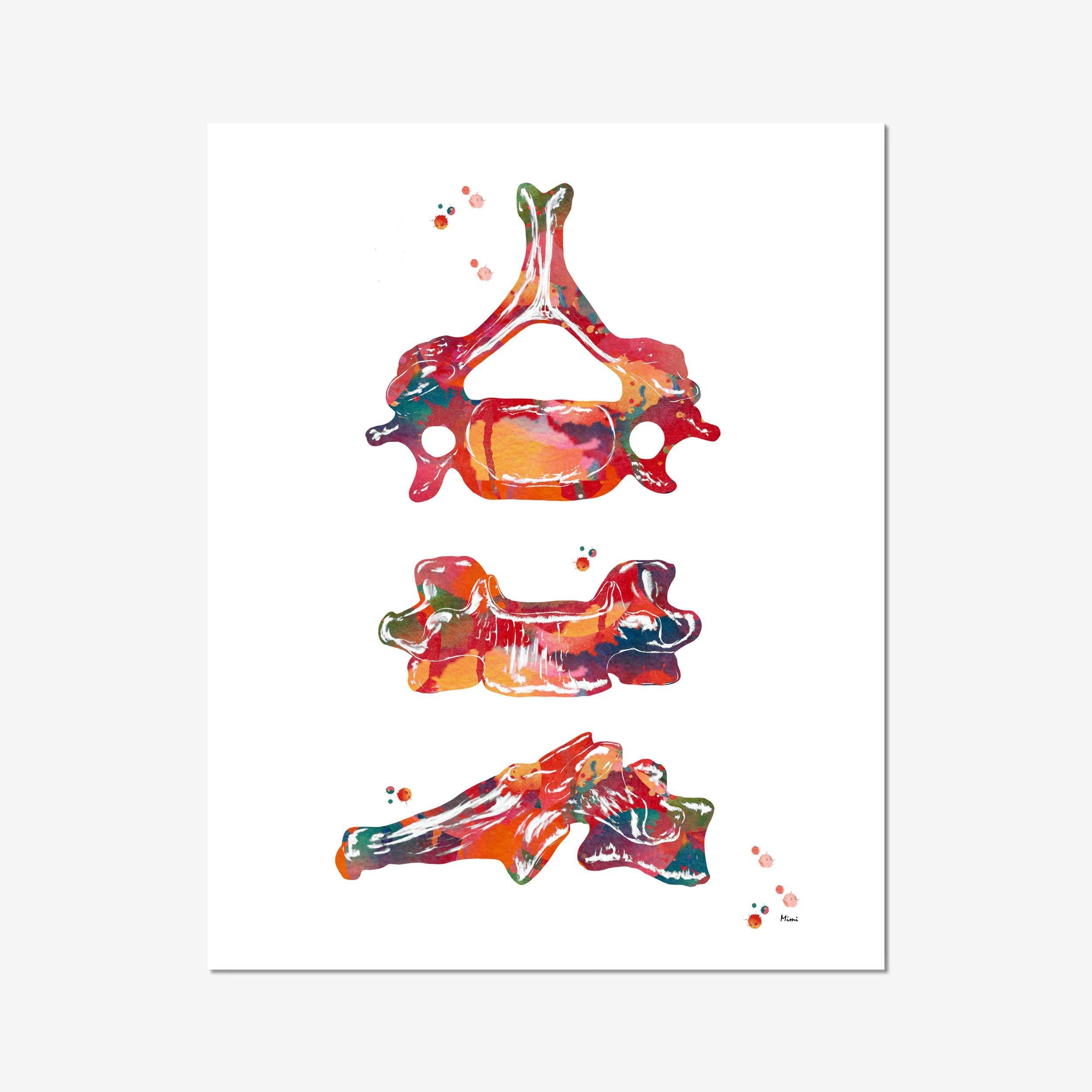 C6 Vertebra Multi-View watercolor art print for orthopedic clinic wall decor