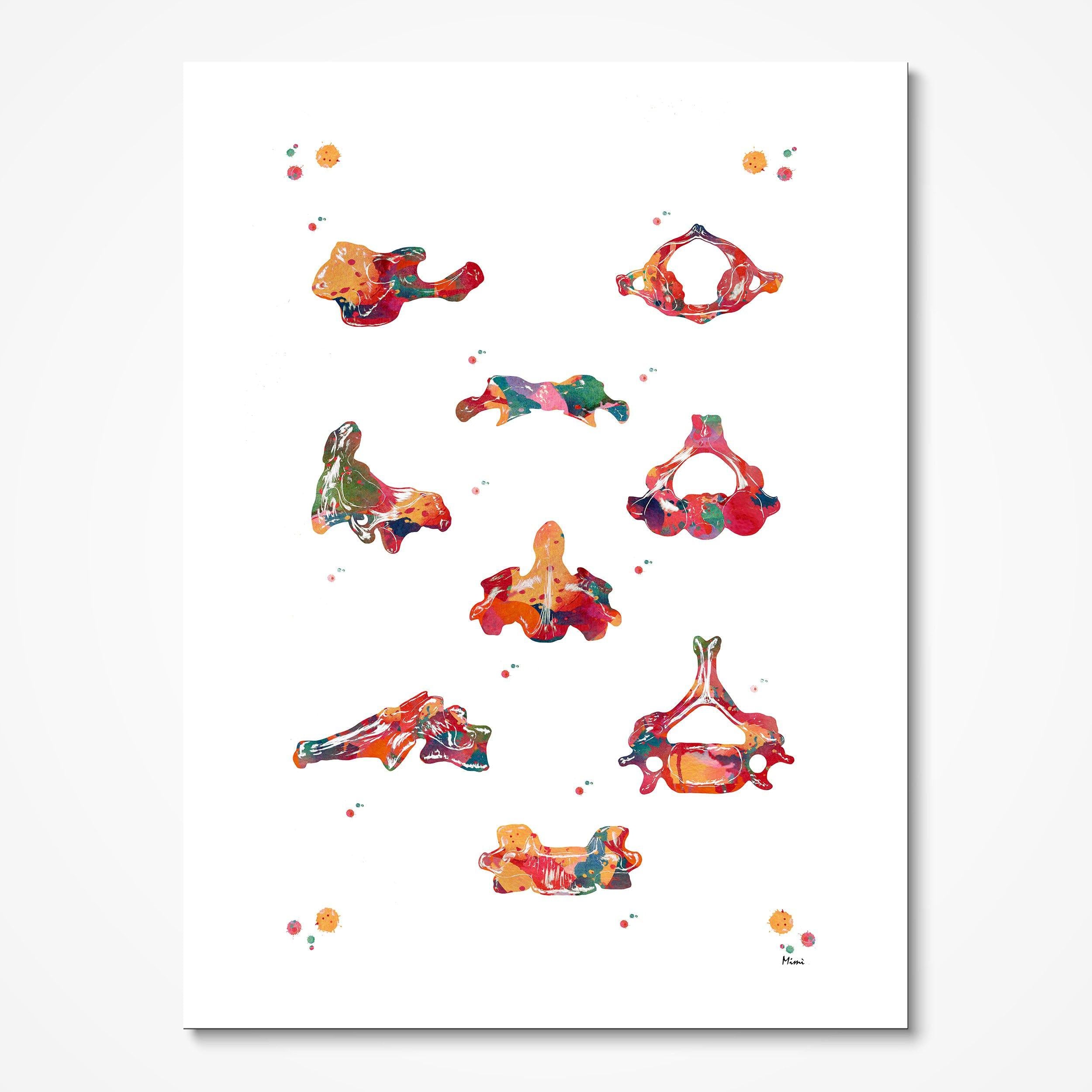Cervical Vertebrae C1 C2 C6 watercolor art print for orthopedic clinic wall decor
