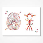 Circle of Willis Cerebral Arteries watercolor art print for neurology clinic wall decor