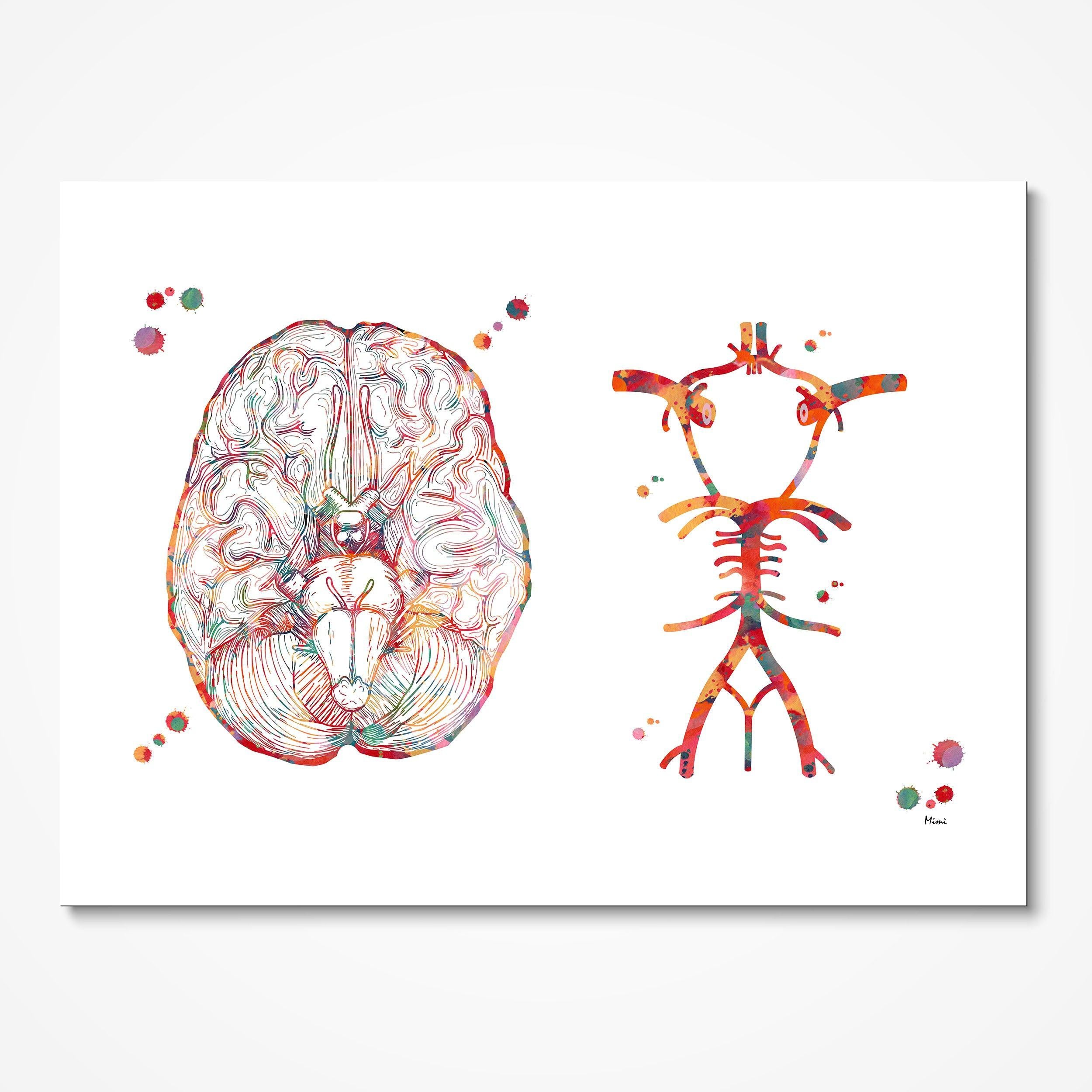 Circle of Willis Cerebral Arteries watercolor art print for neurology clinic wall decor