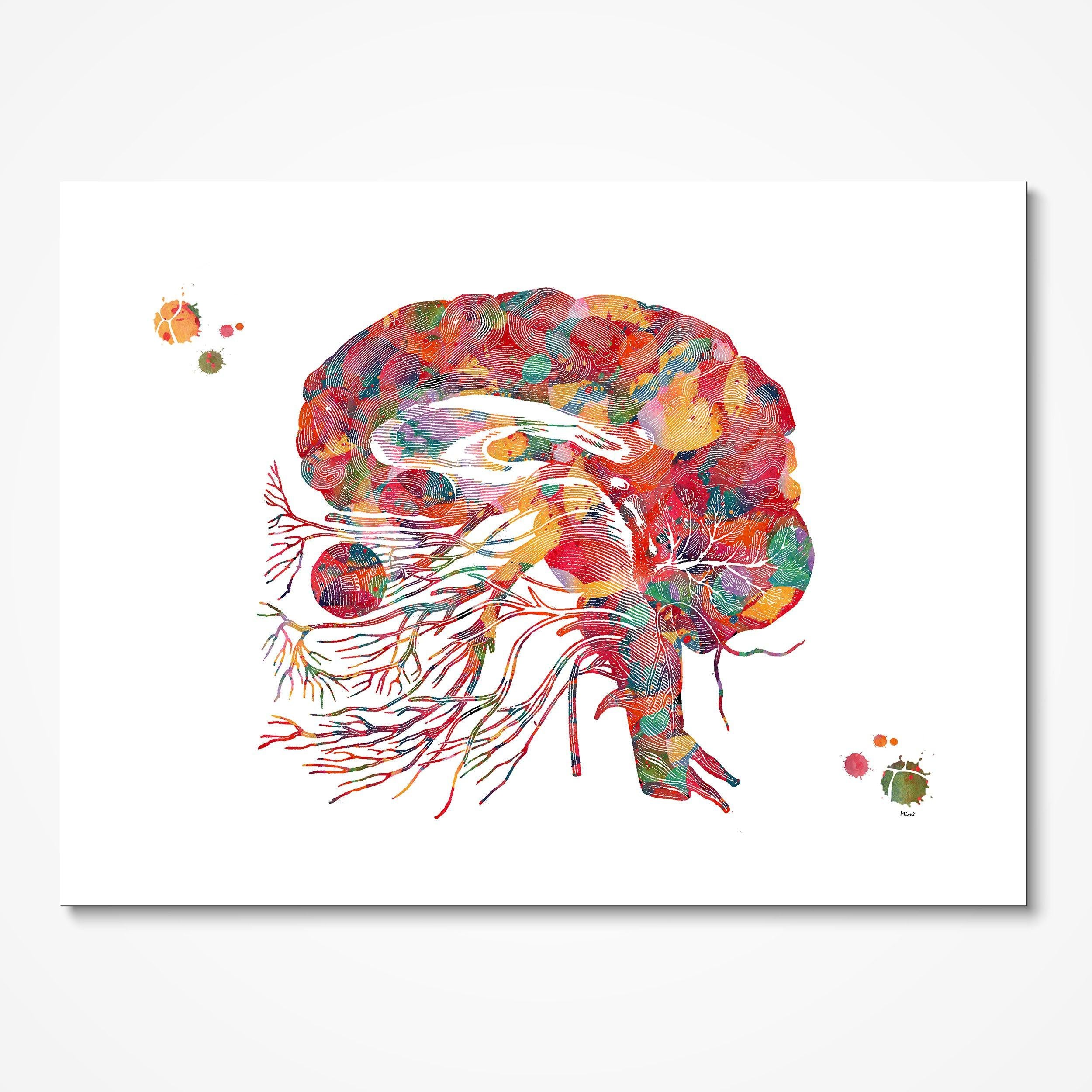 Cranial Nerves & Brainstem Anatomy watercolor art print for neurology clinic wall decor