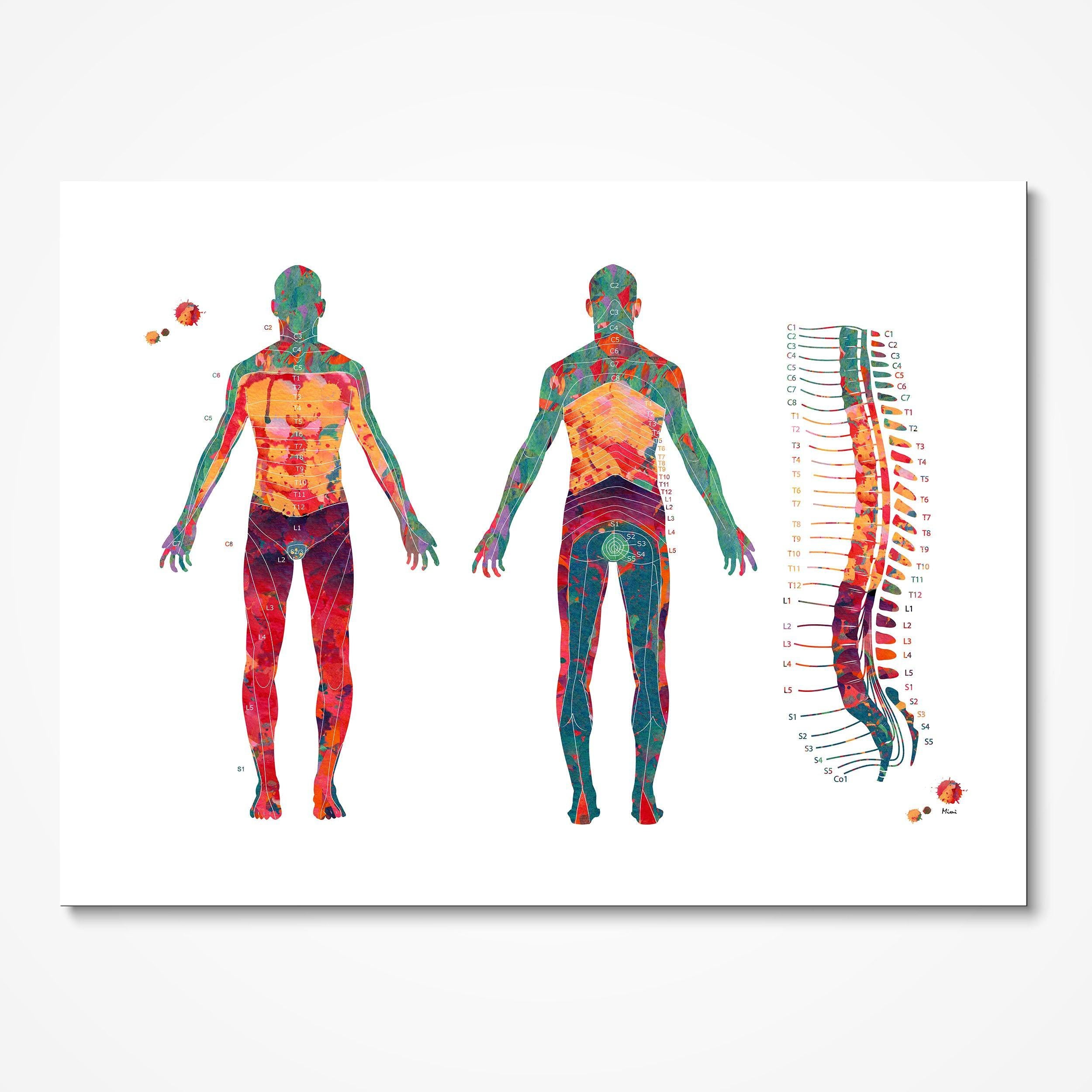 Dermatome Map watercolor art print for physiotherapy clinic wall decor