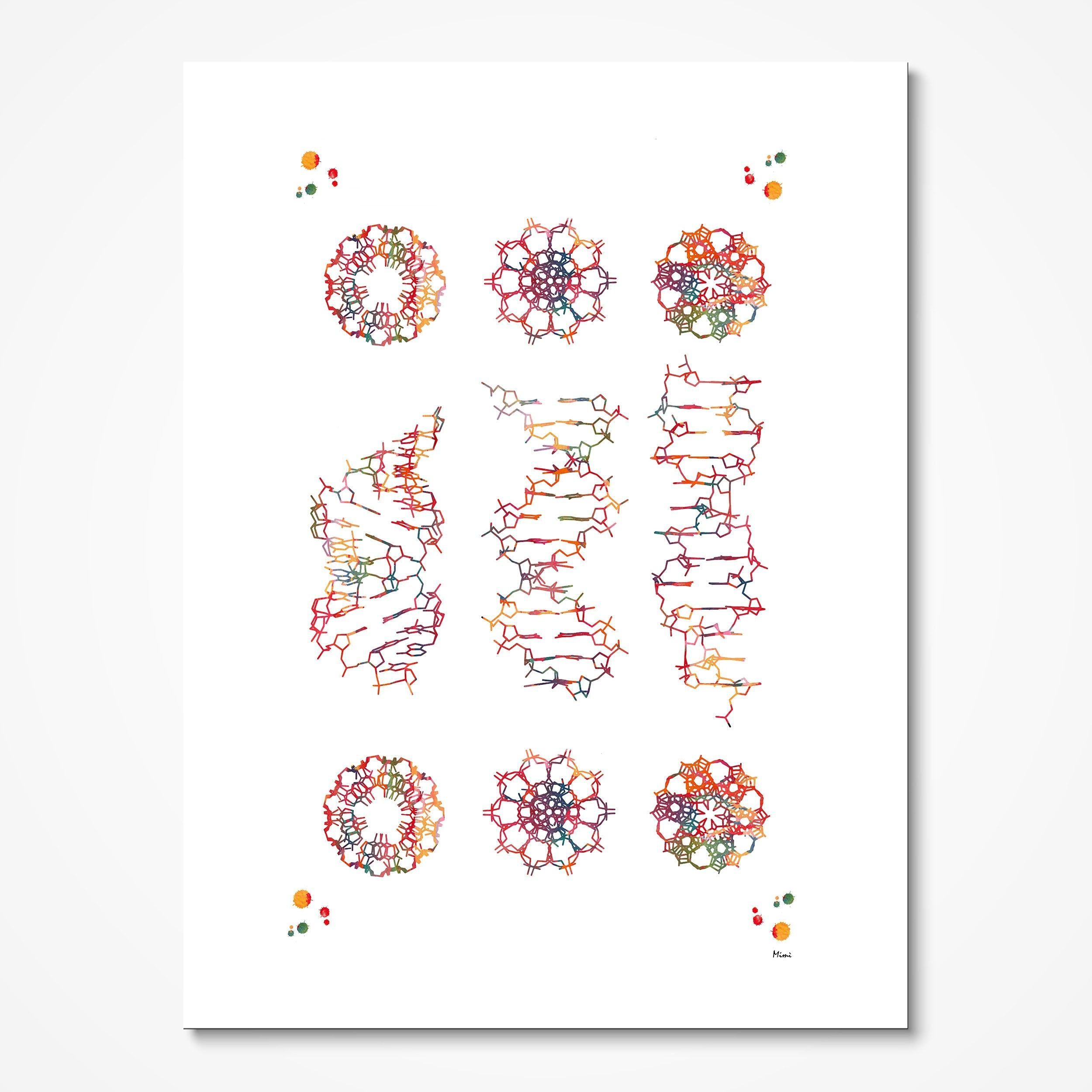 DNA A, B & Z Forms Genetics watercolor art print for genetics lab wall decor