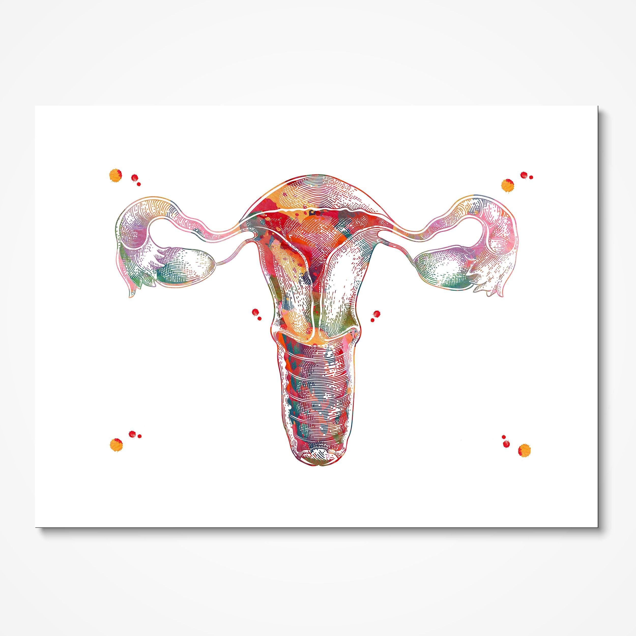 Female Reproductive System Anatomy watercolor art print for OB-GYN clinic wall decor