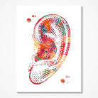 Human Ear Anatomy watercolor art print for audiology clinic wall decor