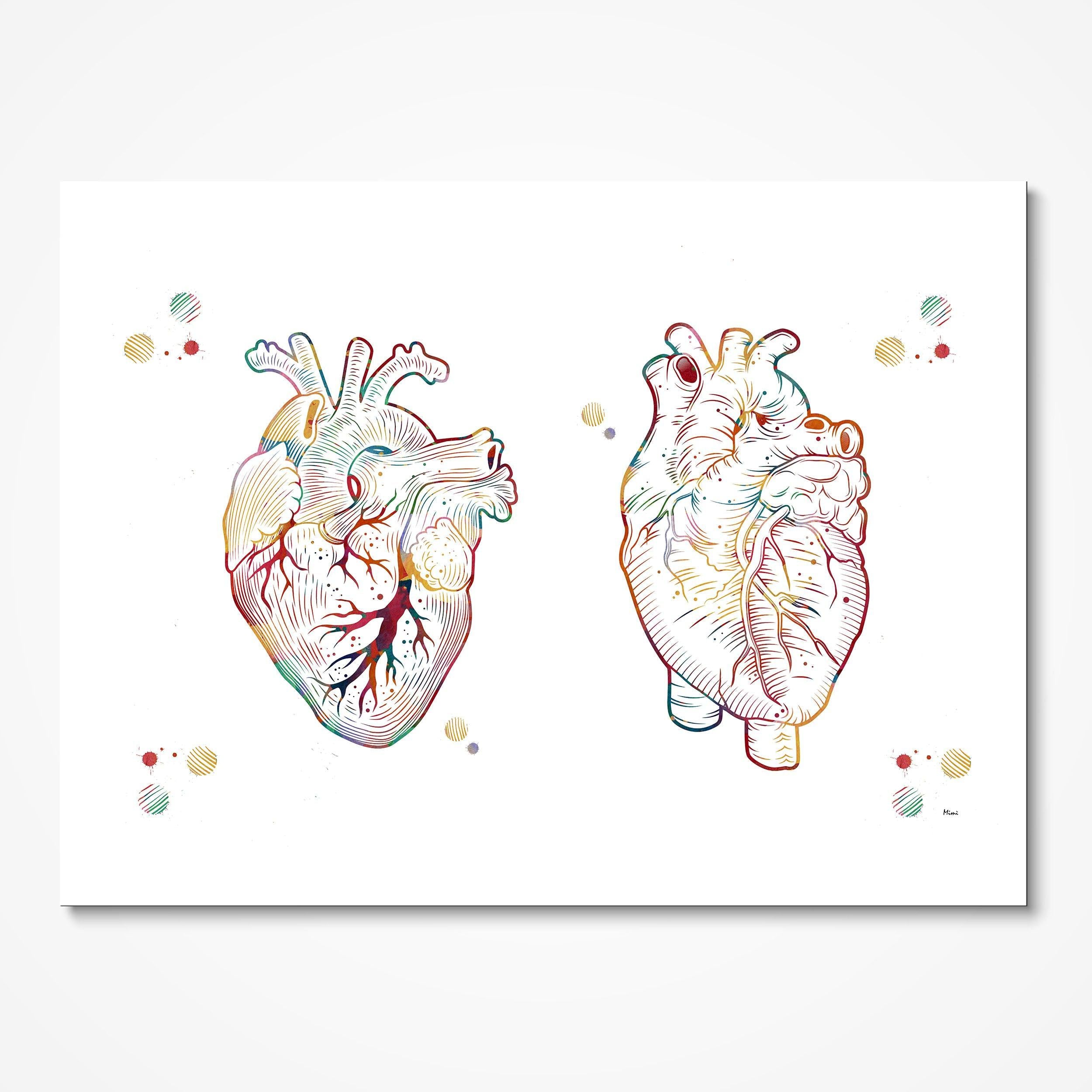 Human heart anterior and posterior view watercolor art print for cardiology wall decor