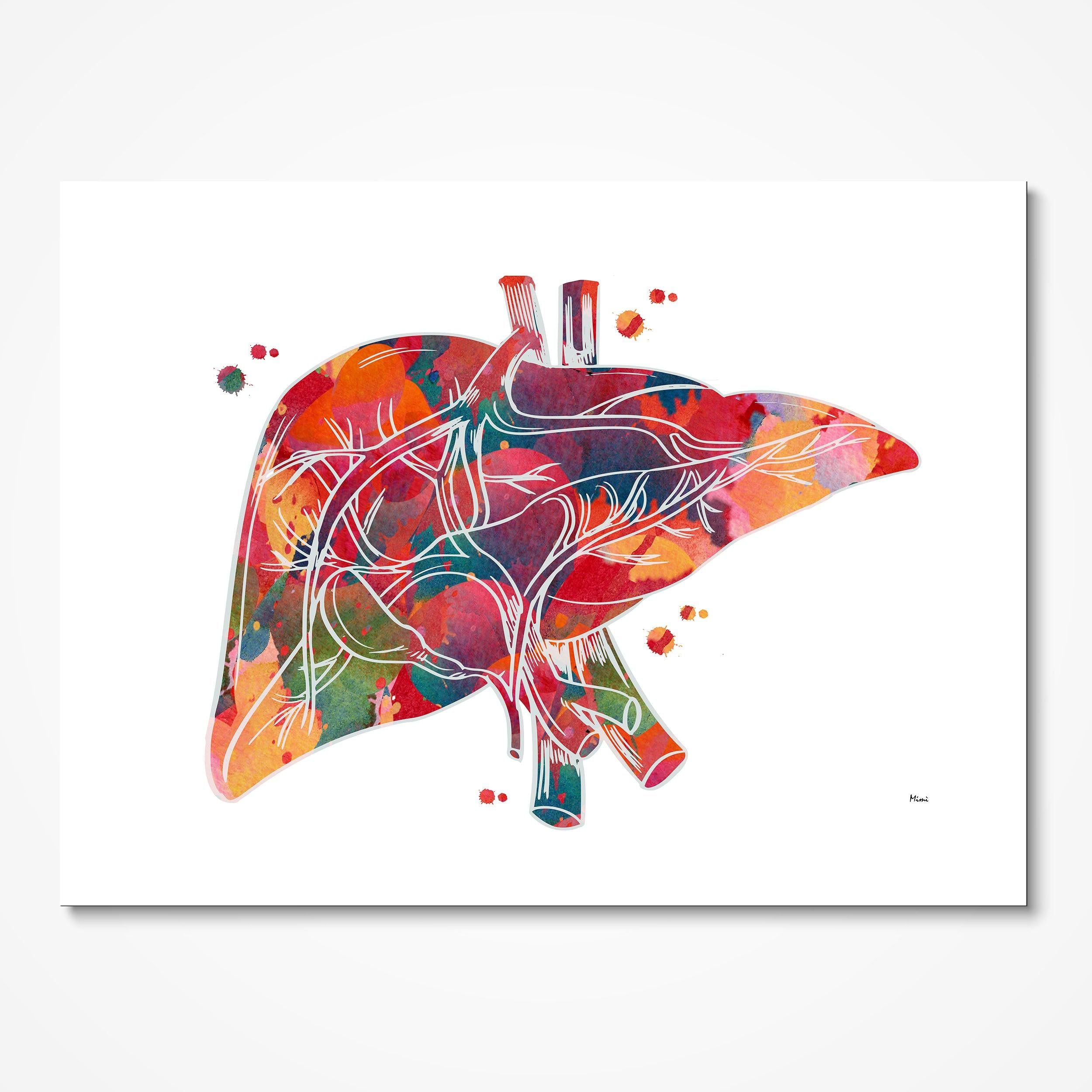 Human Liver Anatomy watercolor art print for hepatology clinic wall decor