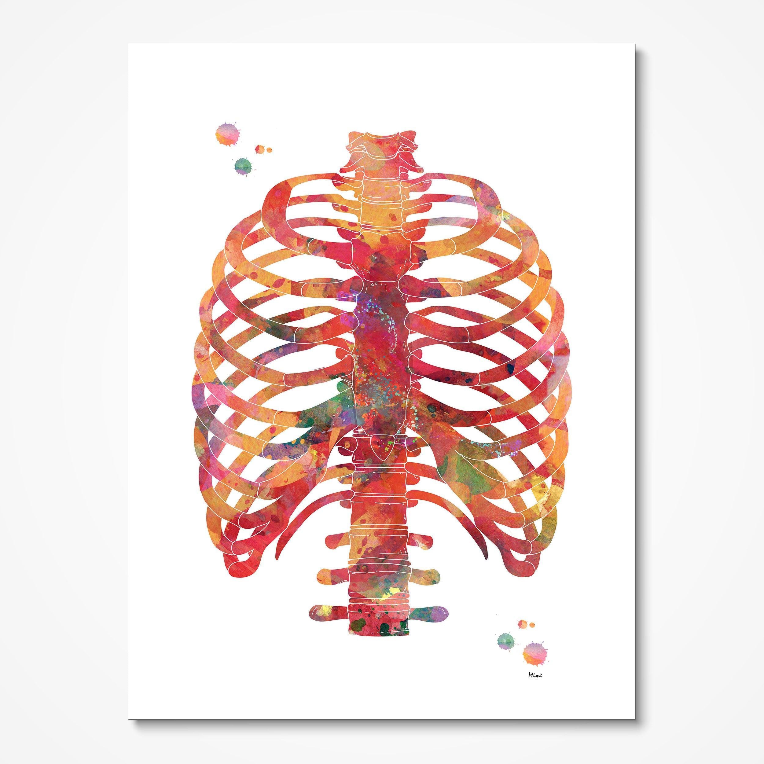 Human Rib Cage Anatomy watercolor art print for orthopedic clinic wall decor