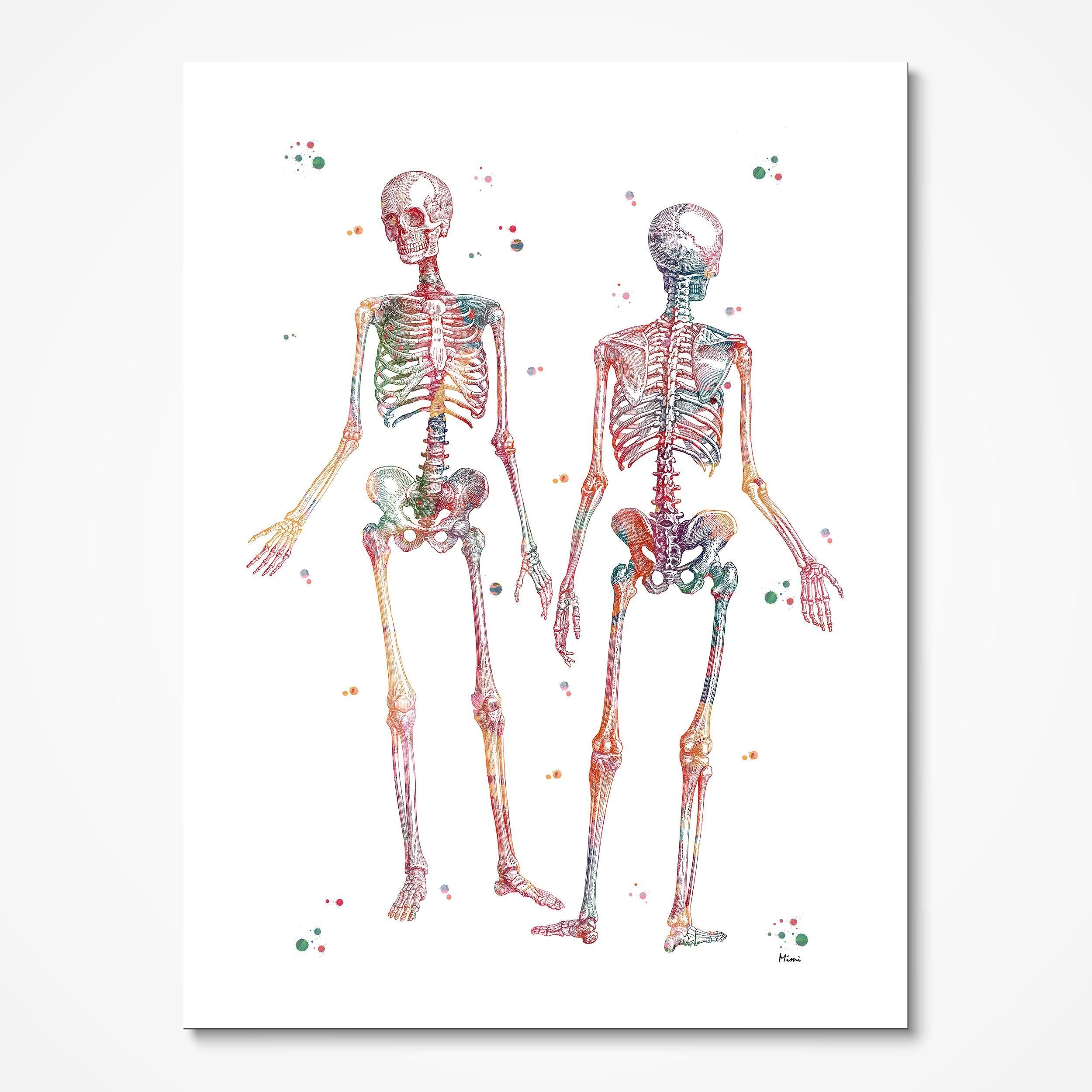 Human Skeleton Anatomy watercolor art print for orthopedic clinic wall decor