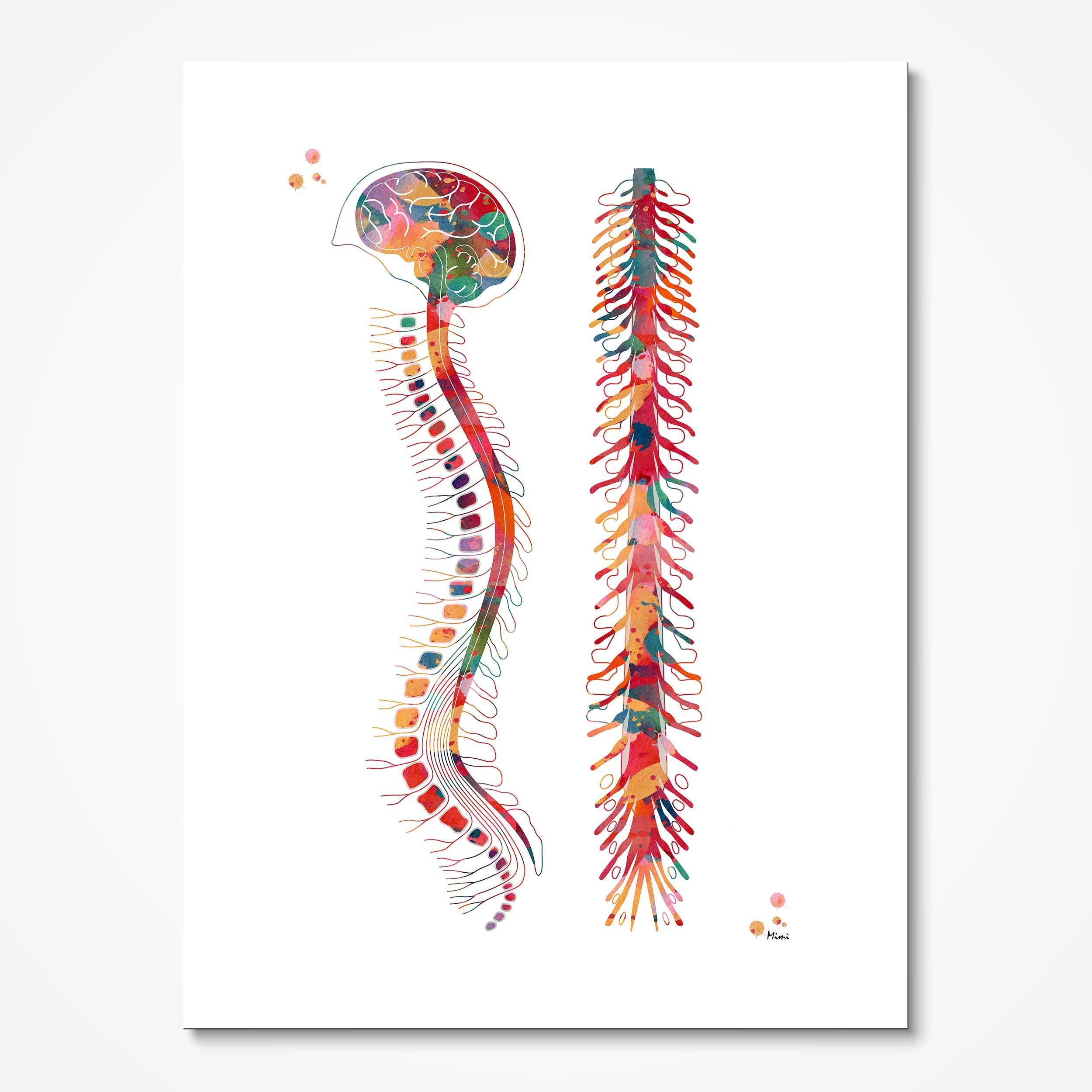 Human Spine Anatomy watercolor art print for orthopedic clinic wall decor