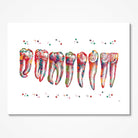 Human Teeth Anatomy watercolor art print for dental clinic wall decor