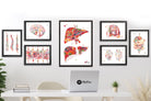 Anatomical Liver Print Medical Watercolor Art Image4