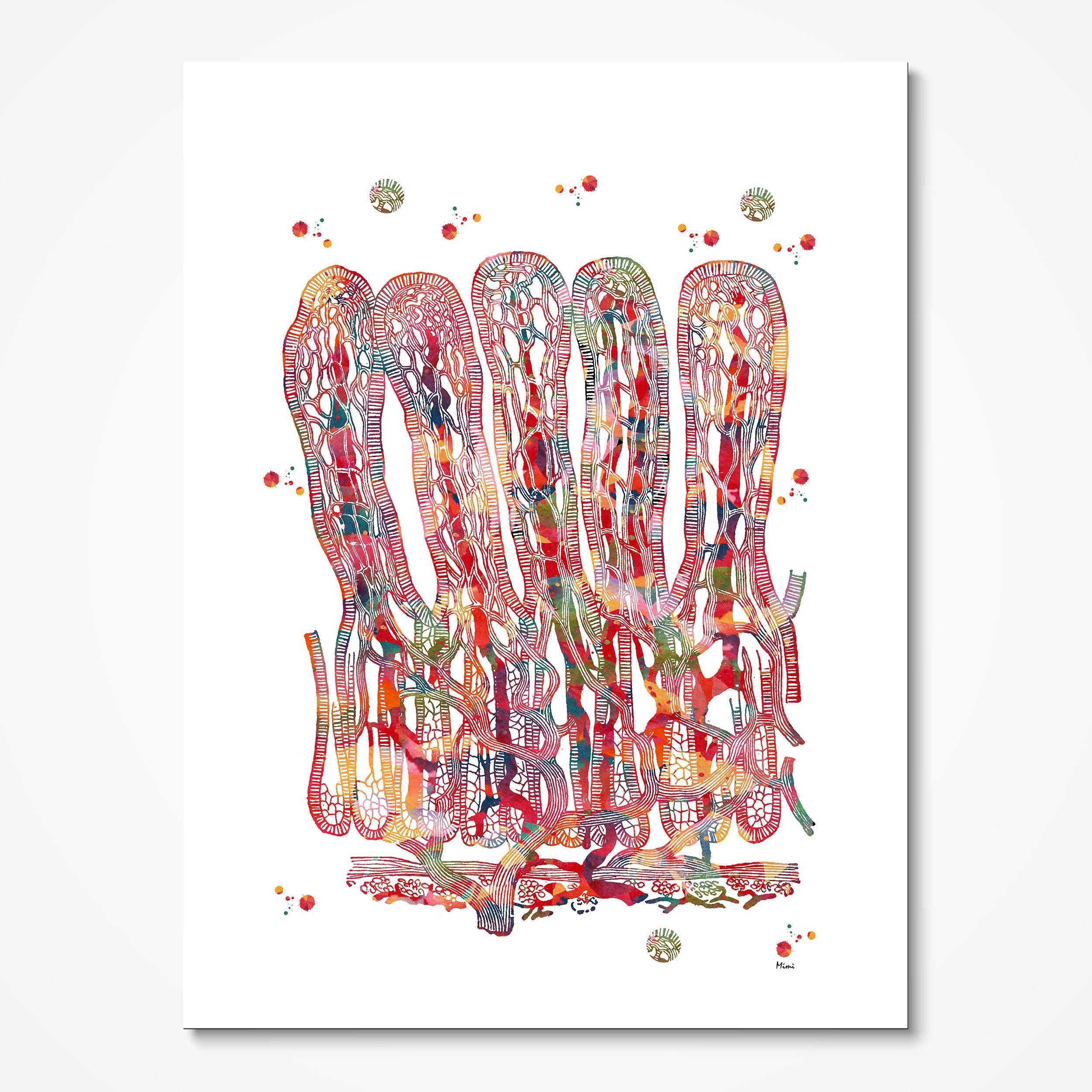 Intestinal Villi watercolor art print for gastroenterology clinic wall decor