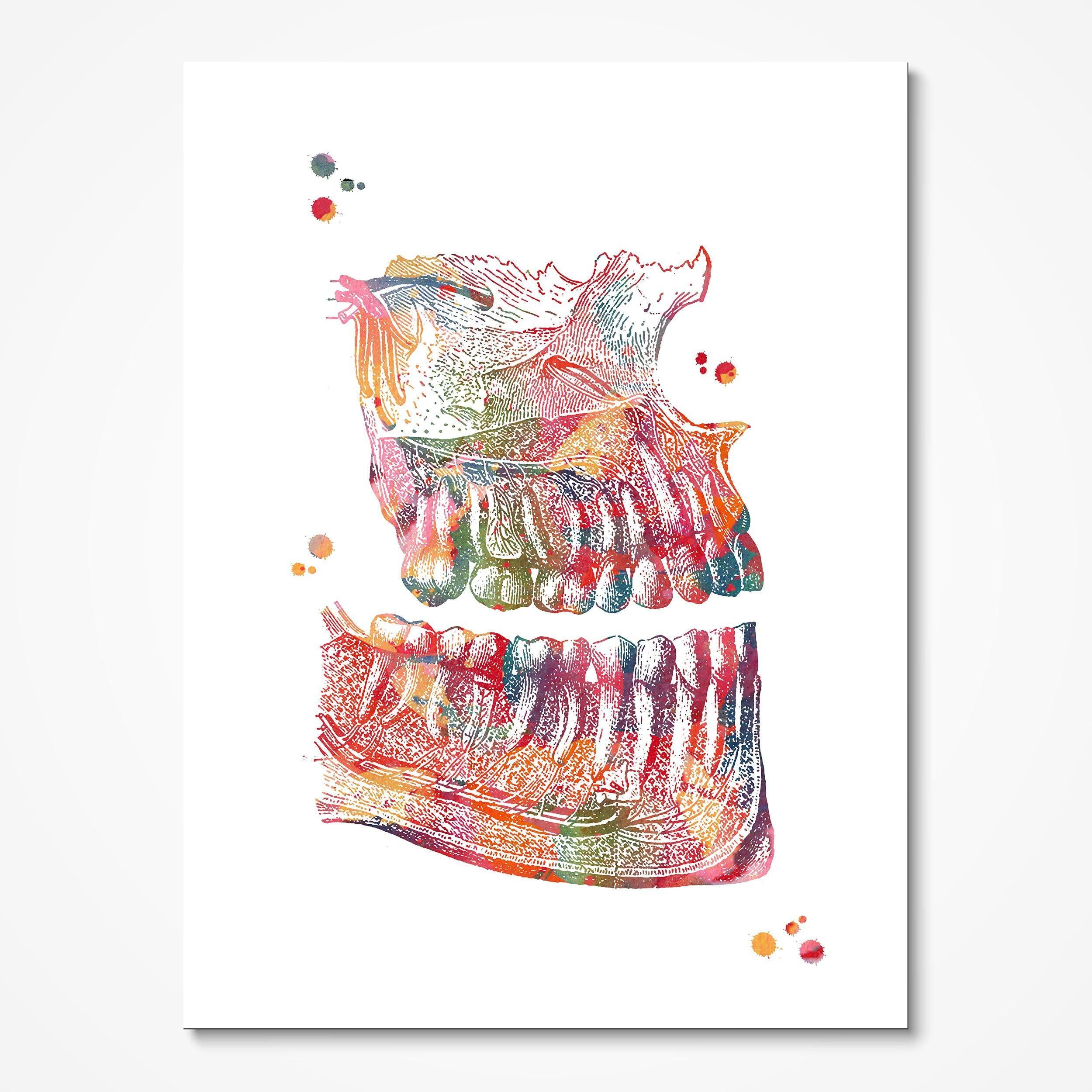 Jaw Anatomy watercolor art print for dental clinic wall decor
