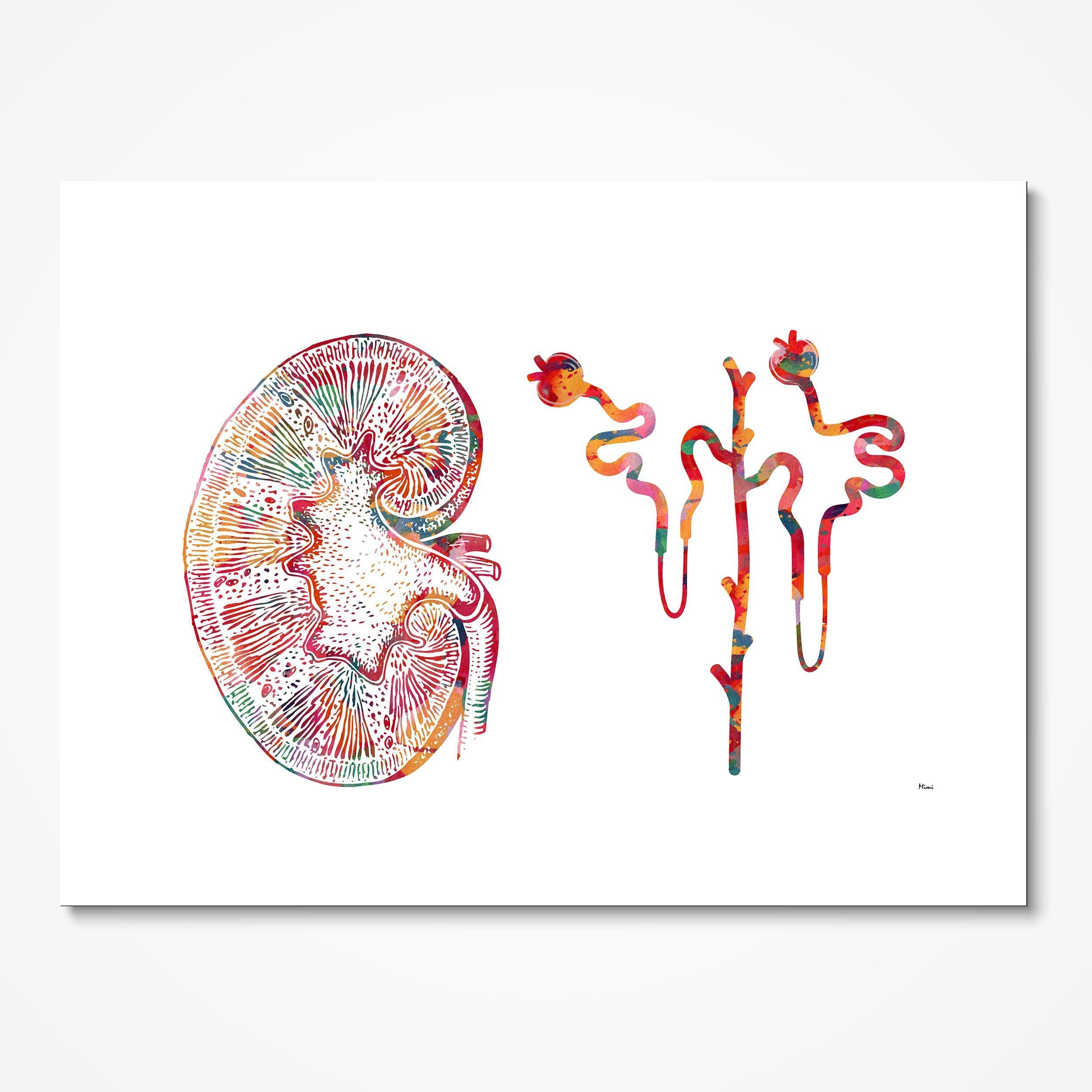 Kidney & Nephron watercolor art print for nephrology clinic wall decor