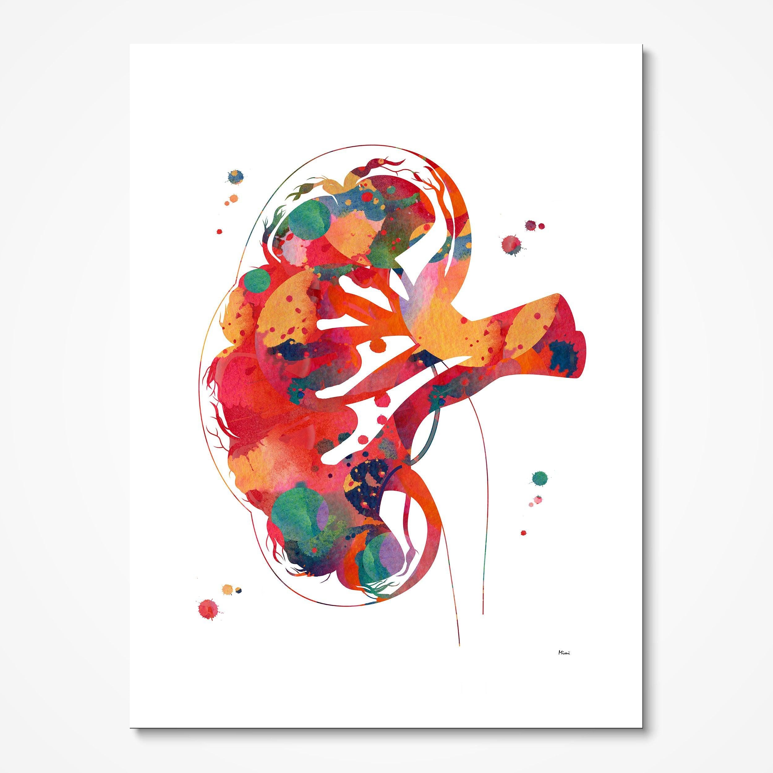 Kidney Section Anatomy watercolor art print for nephrology clinic wall decor