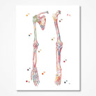 Limb Bones & Ligaments watercolor art print for orthopedic clinic wall decor