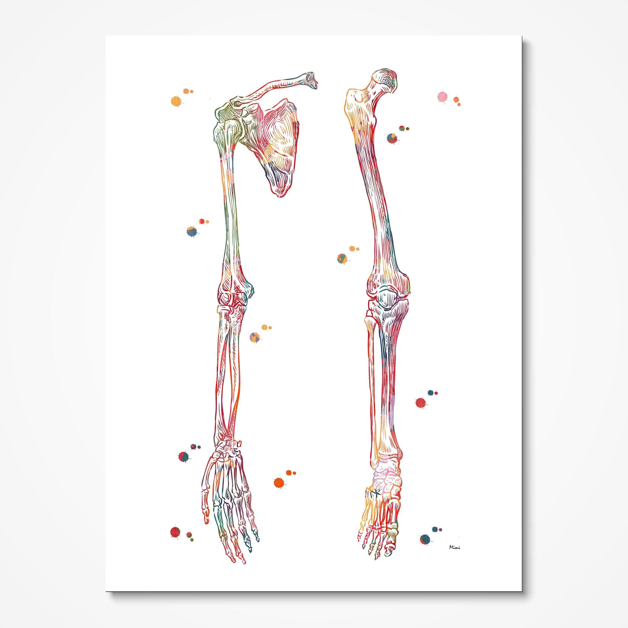 Limb Bones & Ligaments watercolor art print for orthopedic clinic wall decor