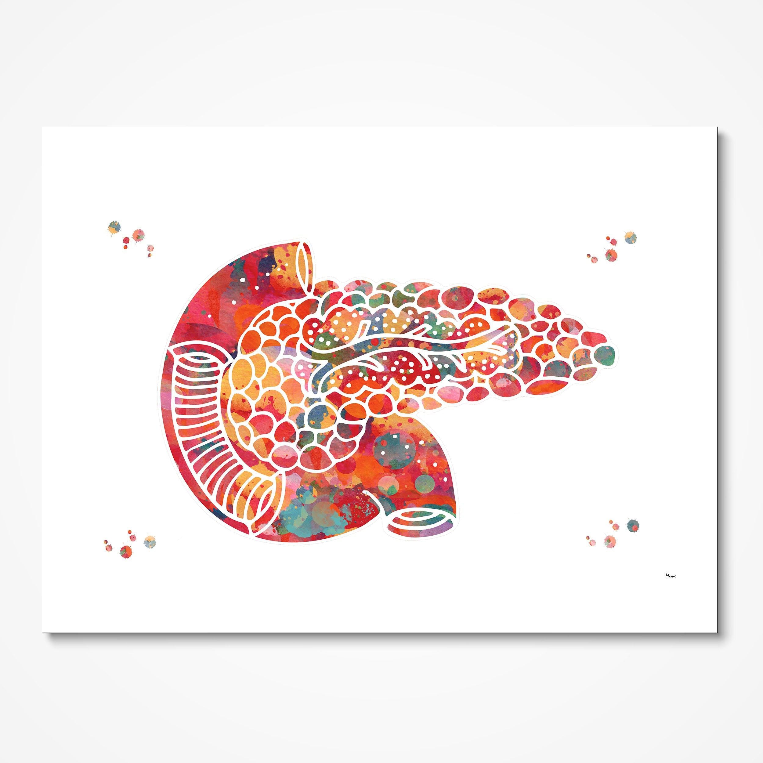 Pancreas Anatomy watercolor art print for endocrinology clinic wall decor