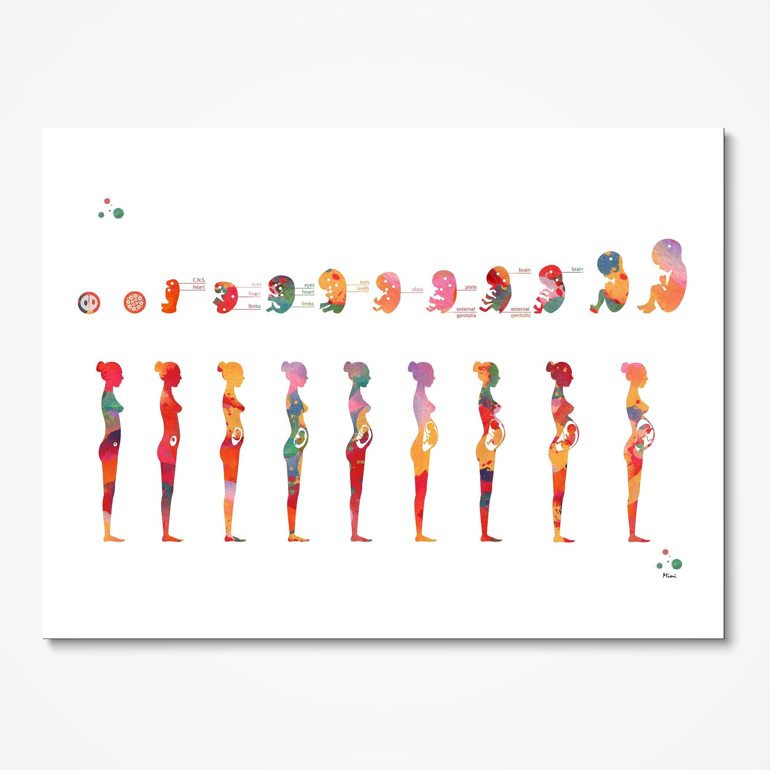 Pregnancy Phases of Fetal Development watercolor art print for OB-GYN clinic wall decor