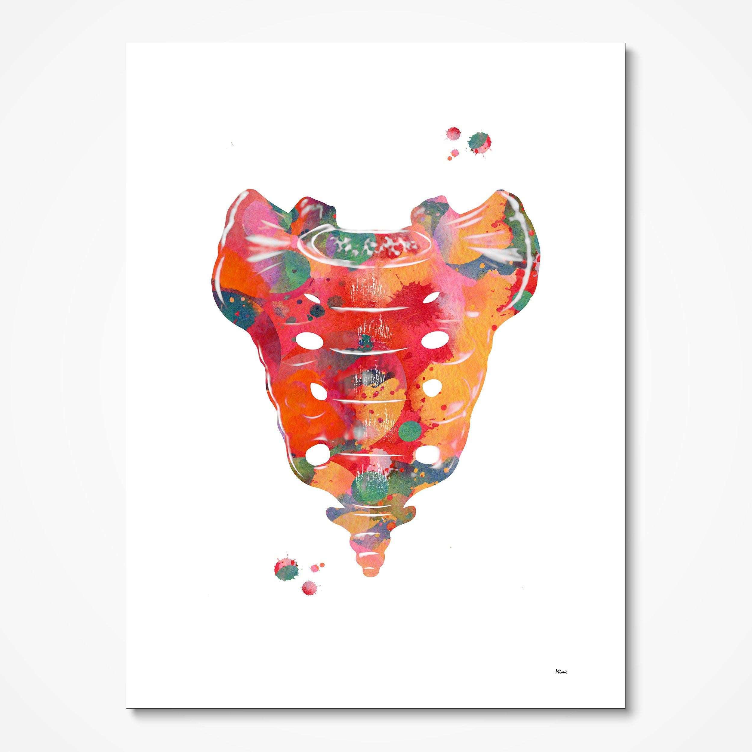 Sacrum Bone Anatomy watercolor art print for orthopedic clinic wall decor