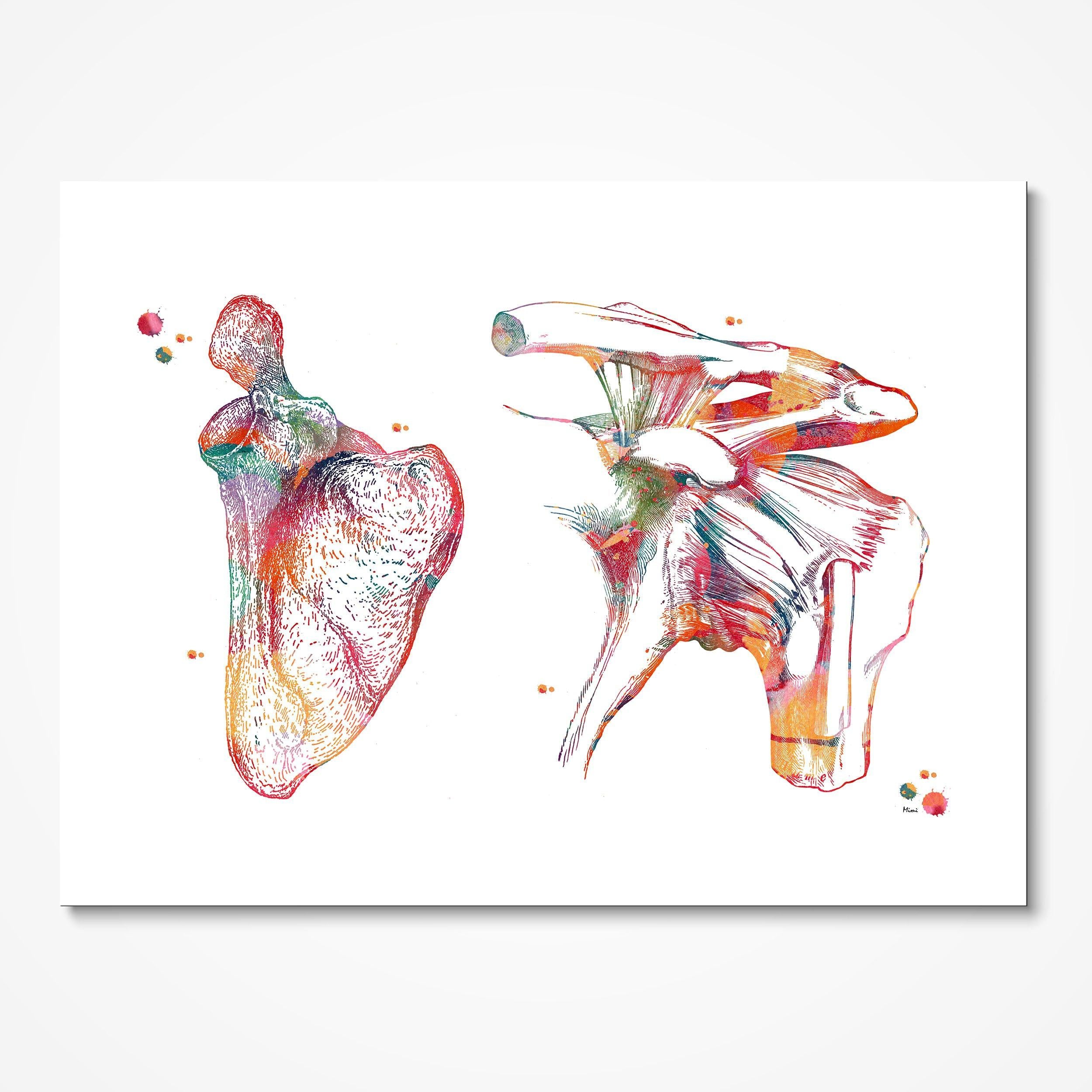 Scapula & Clavicle watercolor art print for orthopedic clinic wall decor