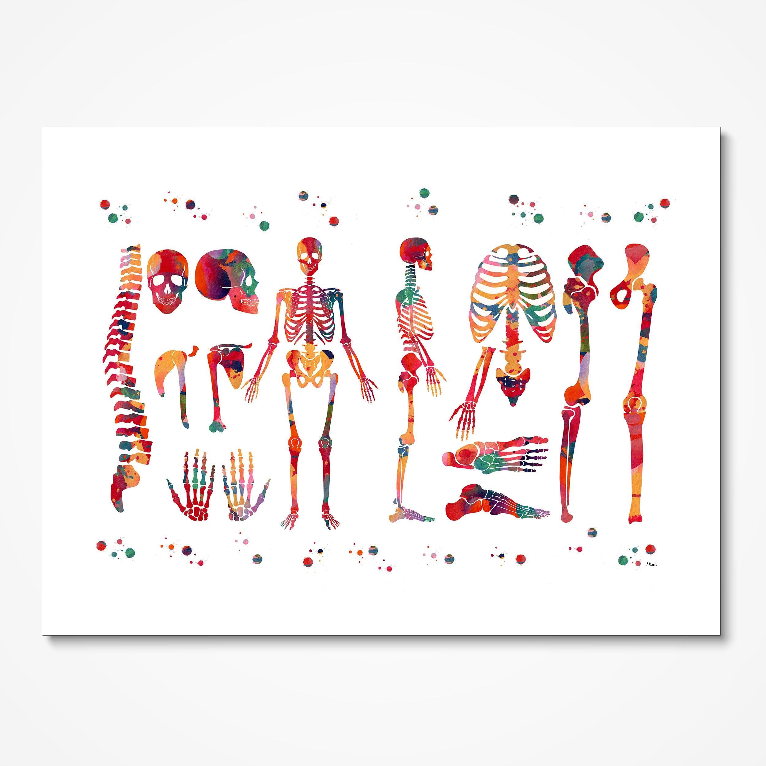 Skeletal System Anatomy watercolor art print for orthopedic clinic wall decor