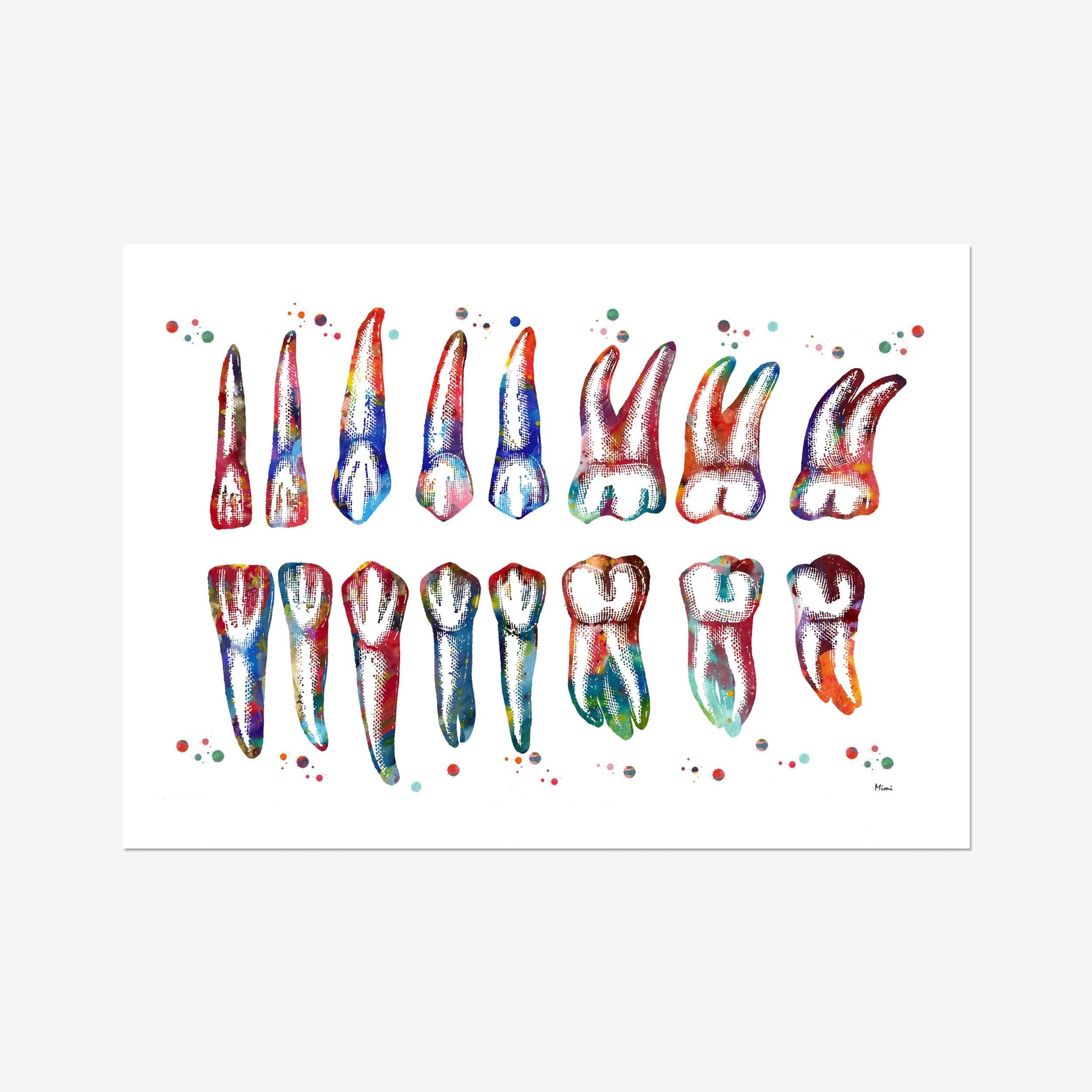 Teeth & Roots Diagram watercolor art print for dental clinic wall decor