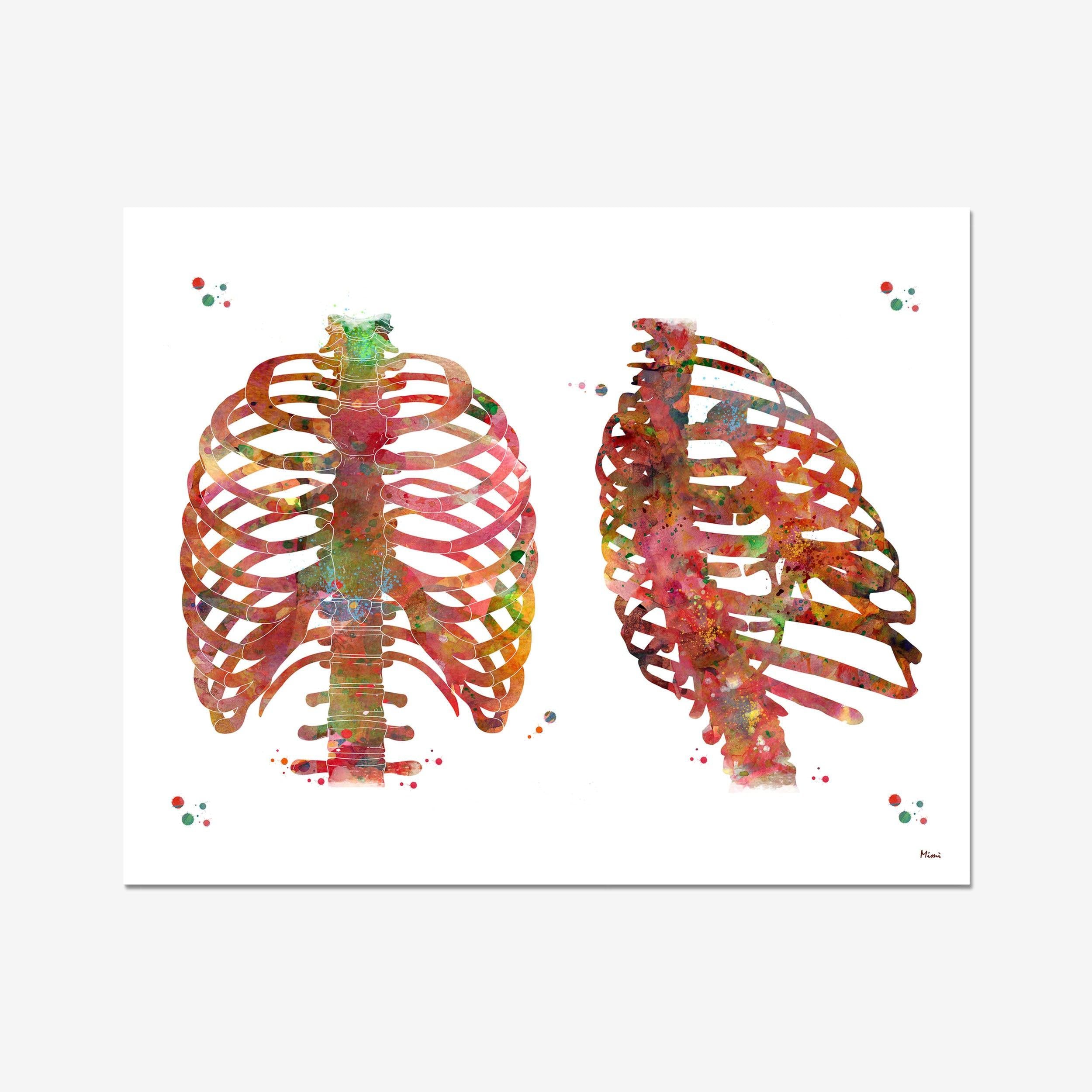 Thorax & Rib Cage watercolor art print for orthopedic clinic wall decor