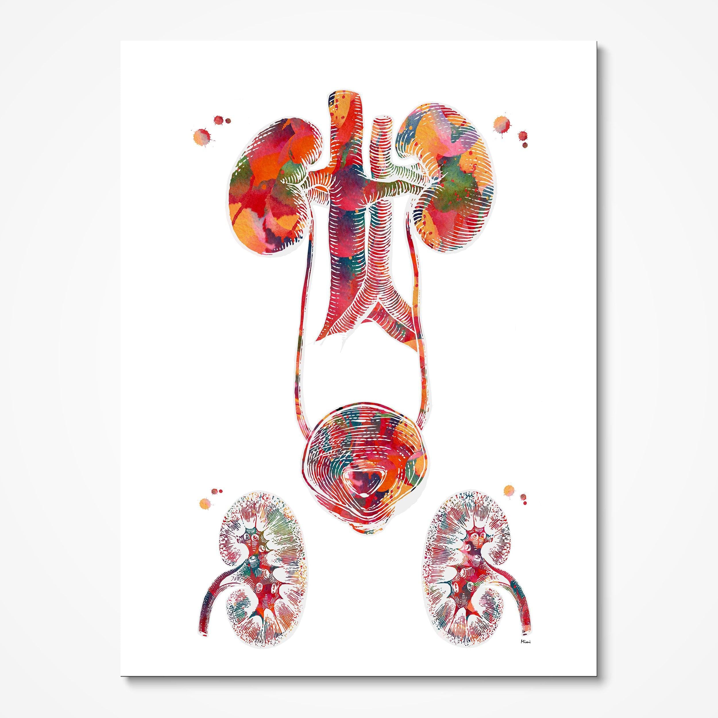 Urinary Tract watercolor art print for urology clinic wall decor